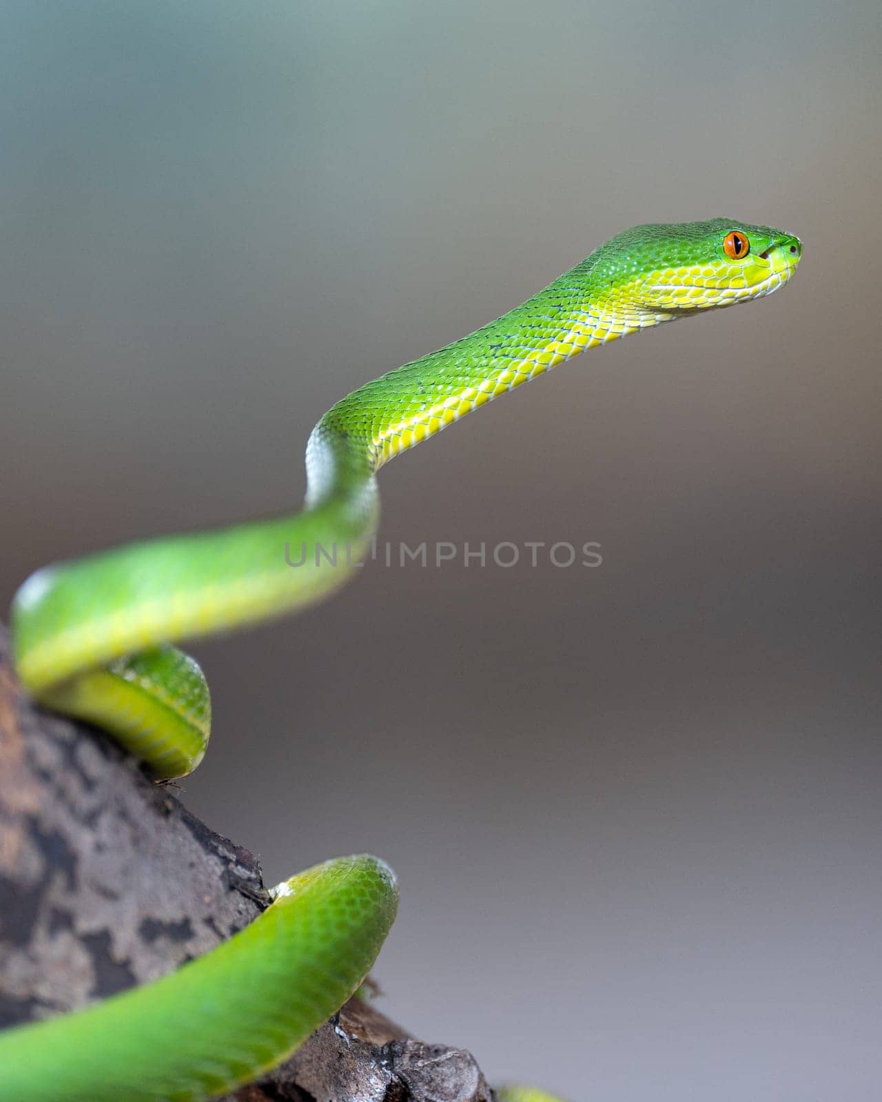 Green Pit Viper, Trimeresurus albolabris by alfotokunst