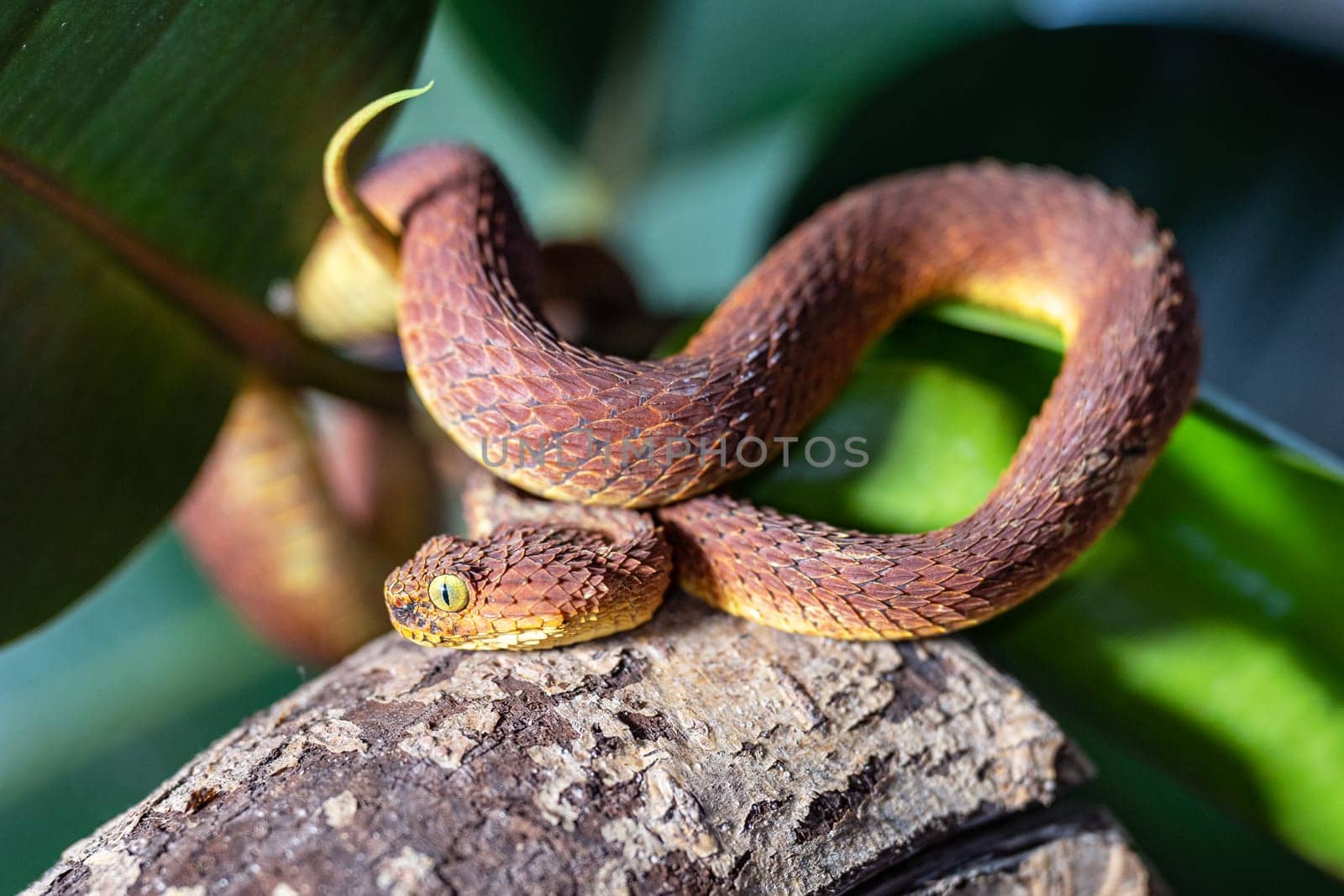 Leaf viper, Atheris squamigera by alfotokunst