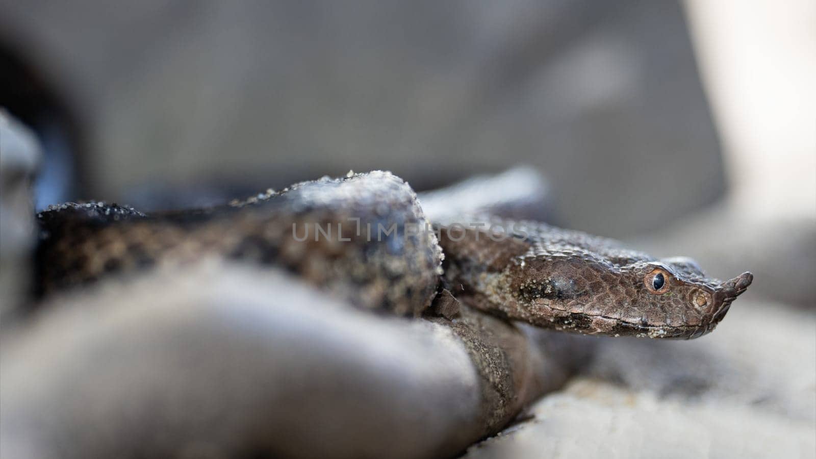 Close up image of nose-horned viper (Vipera ammodytes)