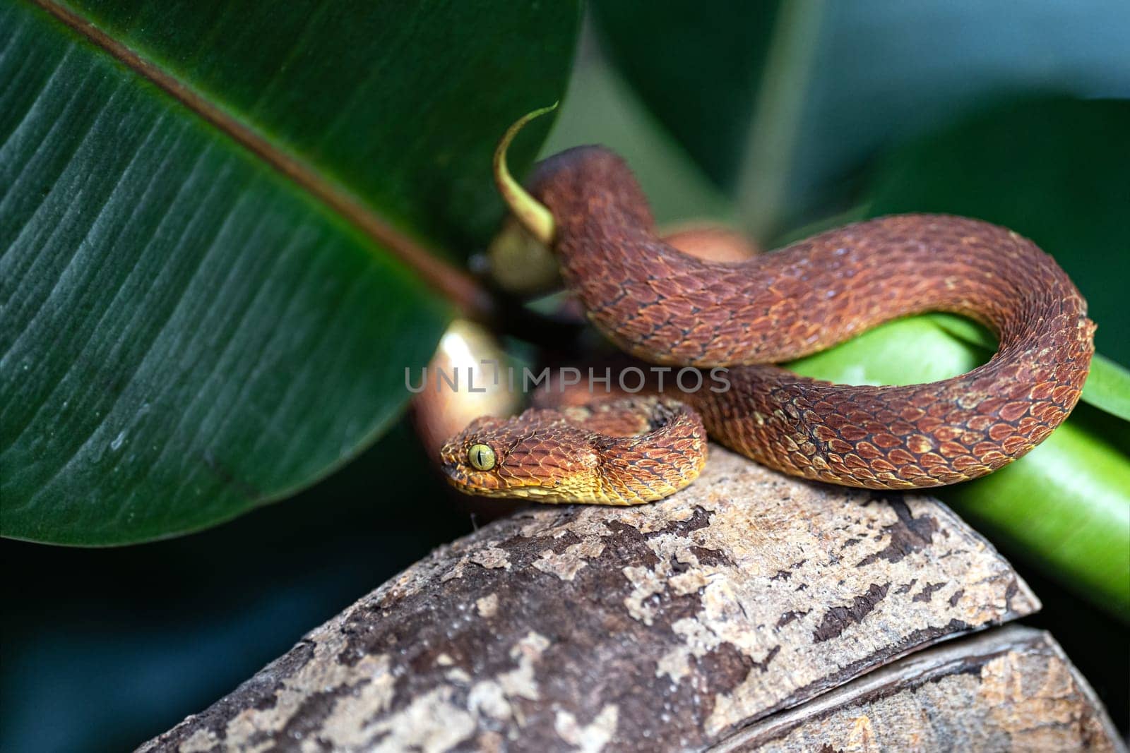 Close up image of Leaf viper (Atheris squamigera)