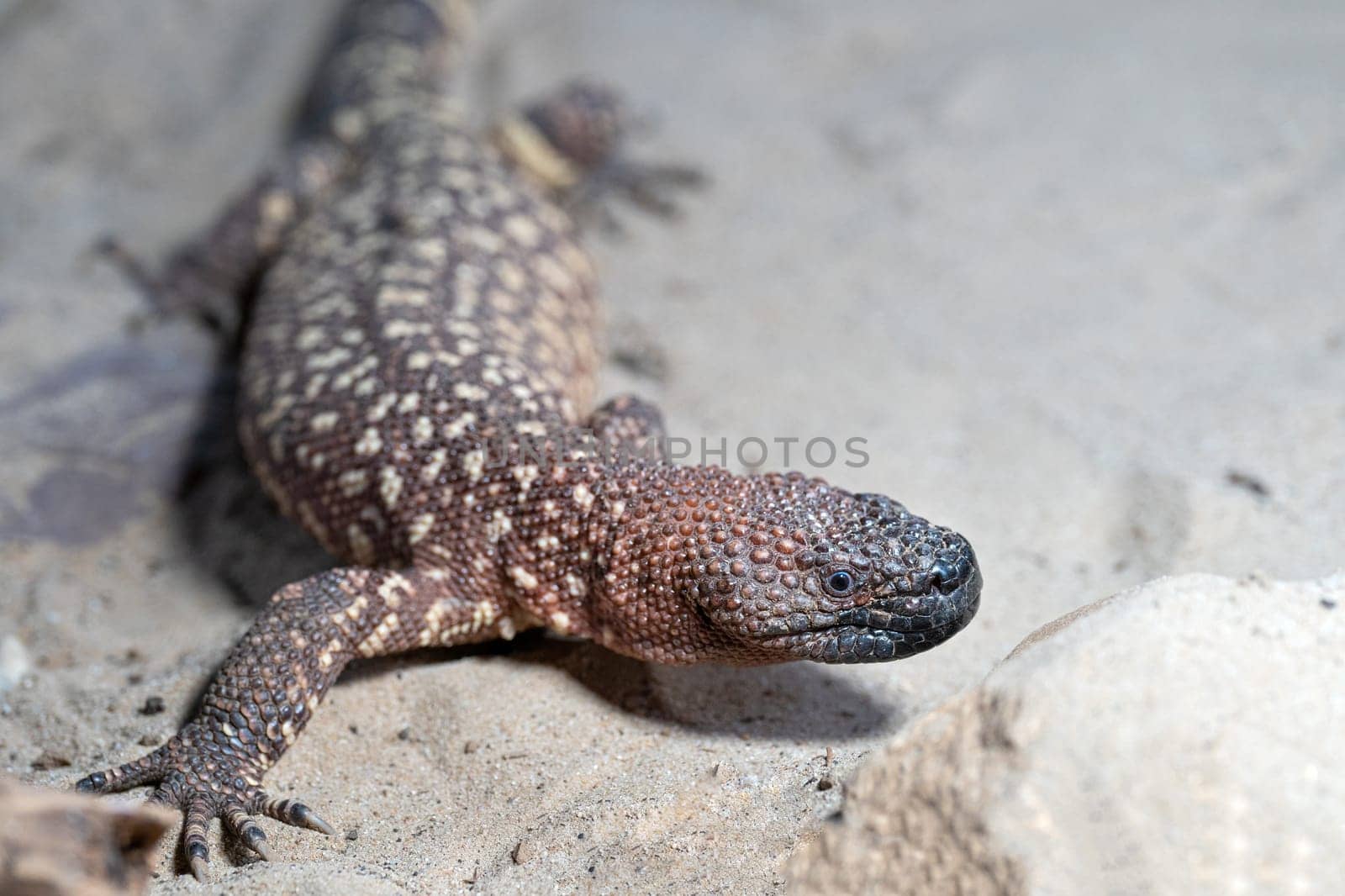 Close-up image of Mexican beaded lizard (Heloderma horridum)