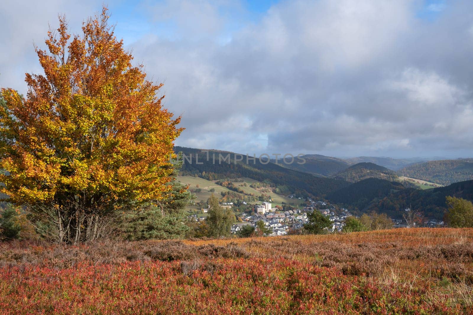 Heather close to Willingen, Landscape of Rothaar Mountains, Sauerland, Germany by alfotokunst