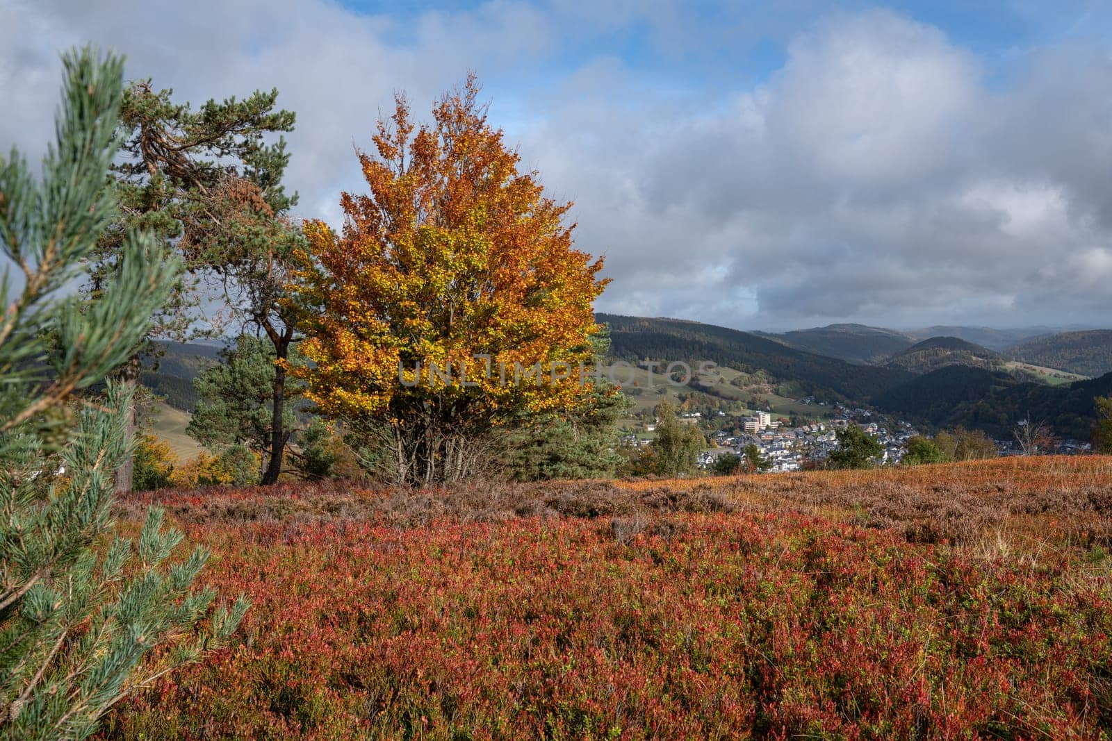 Panoramic landscape image, beautiful scenery of Rothaar Mountains with heather landscape close to Willingen, Sauerland, Germany 