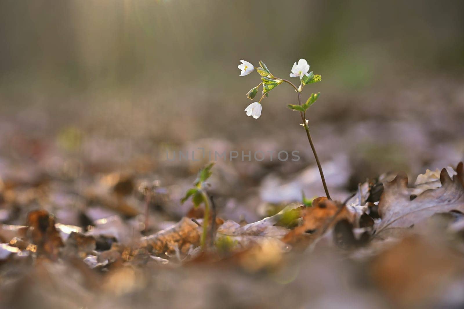 Spring background. Beautiful little white flowers in nature.
Small plant in the forest (Isopyrum thalictroides)