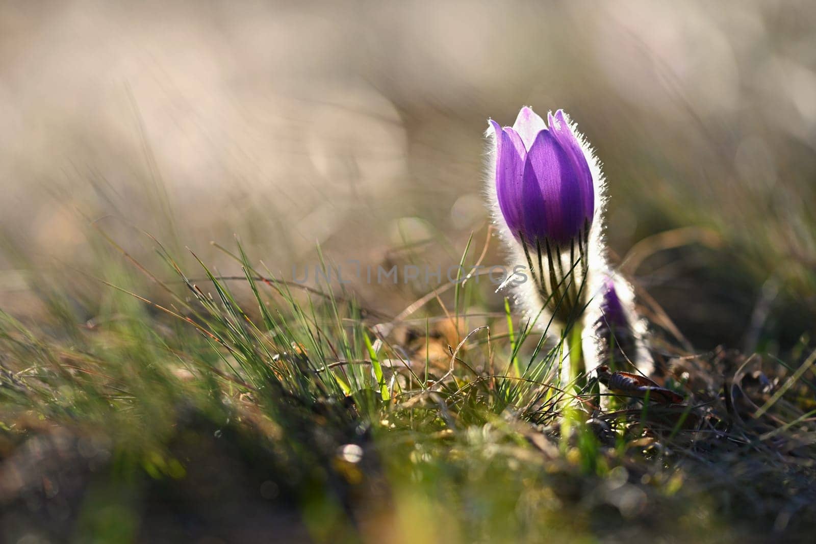 Spring flowers. Beautifully blossoming pasque flower and sun with a natural colored background. (Pulsatilla grandis) Old Russian Helios manual lens by Montypeter