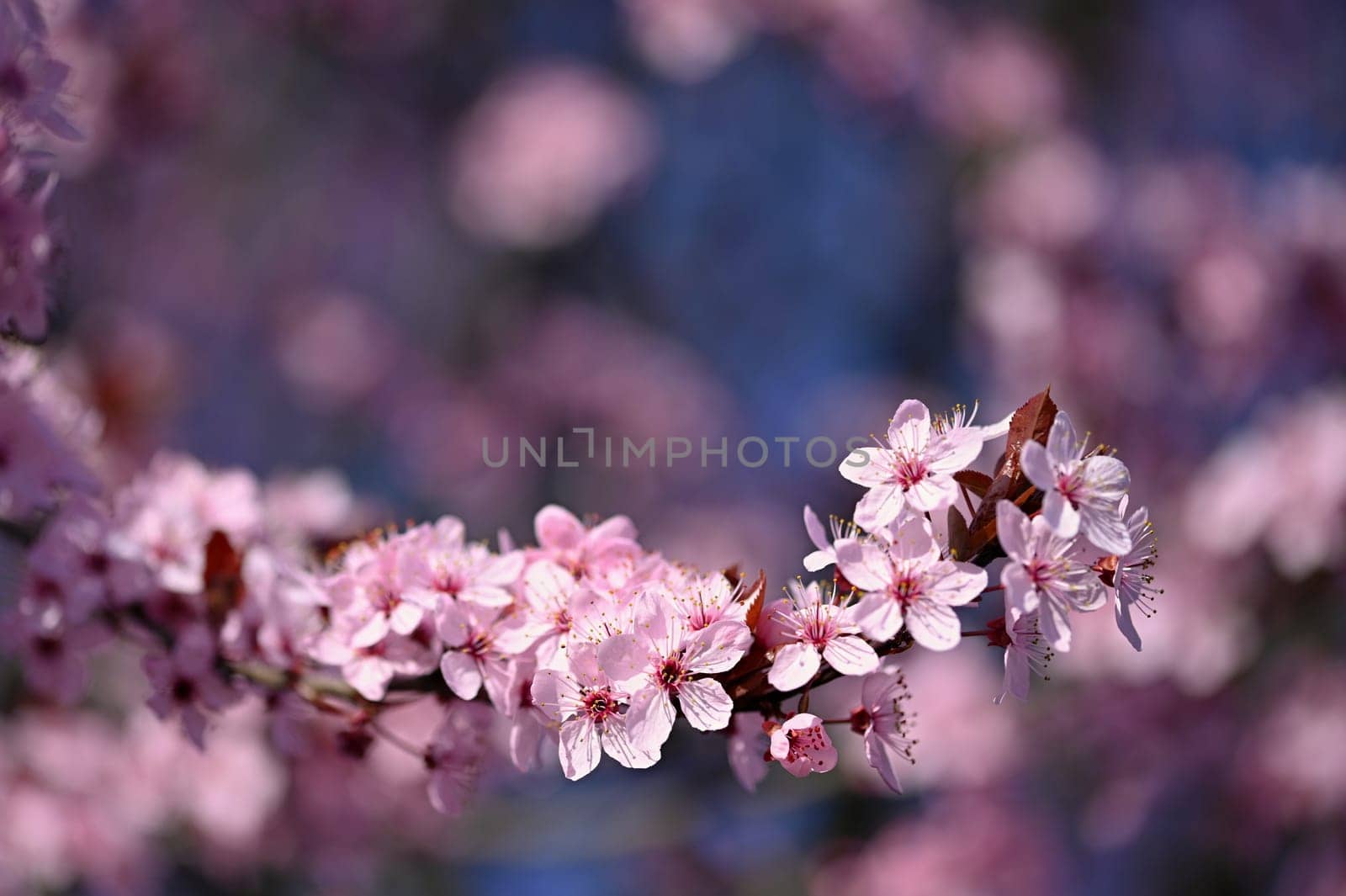 Beautiful spring flowering tree - Japanese Sakura Cherry. Natural colorful background in spring time. 