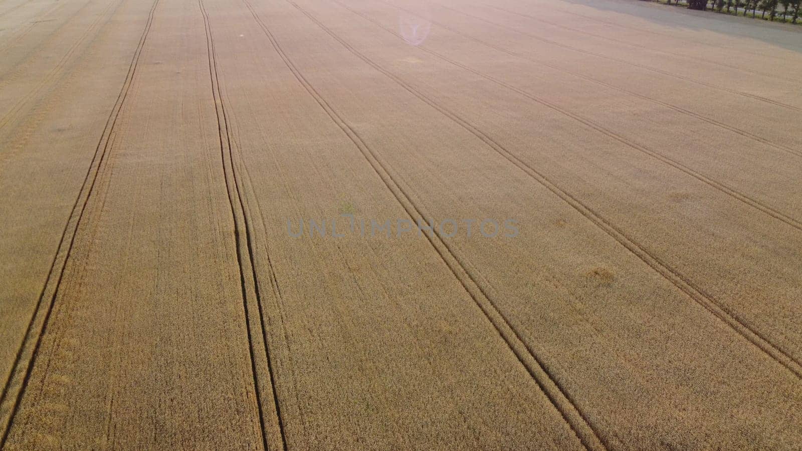 Wheat field. Flying over wheat field ears of mature ripe wheat. Wheat grain crop harvest. Sun light. Industrial grain cultivation. Agricultural agrarian panoramic landscape. Aerial drone view