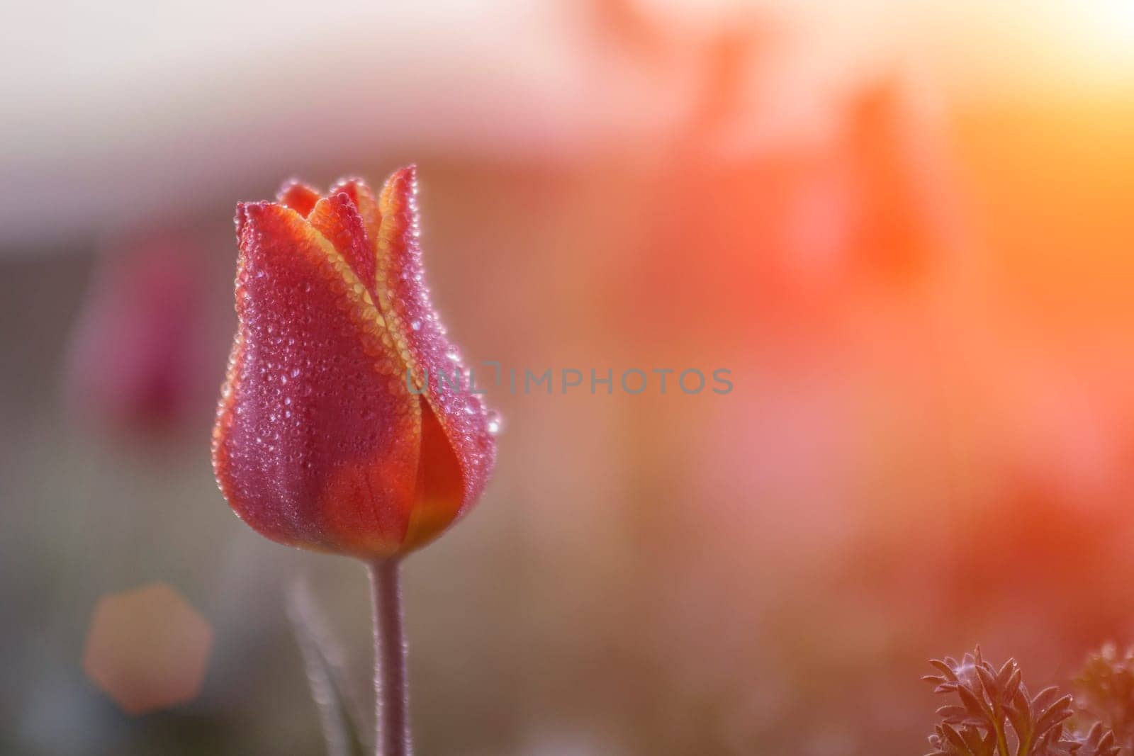 Wild tulip shrering at dawn in a field, bud covered with droplets of dew. close up. Space for text