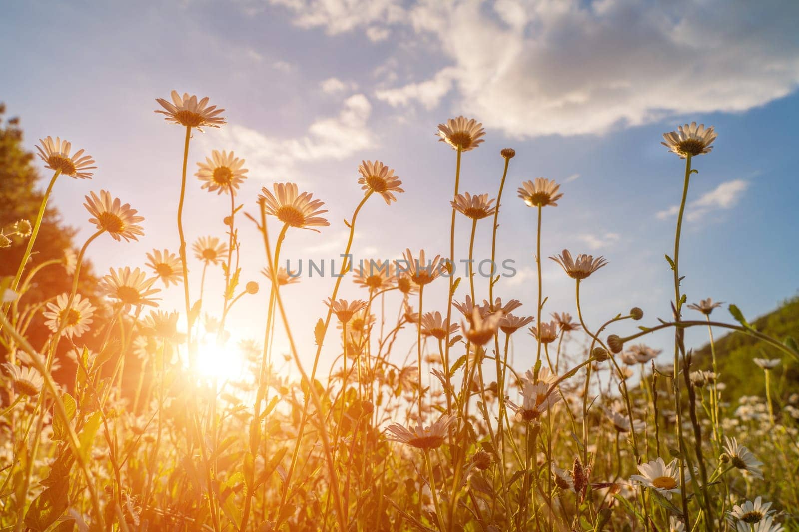 Beautiful field with white daisy flower background. Bright chamomiles or camomiles meadow. Summer in the garden