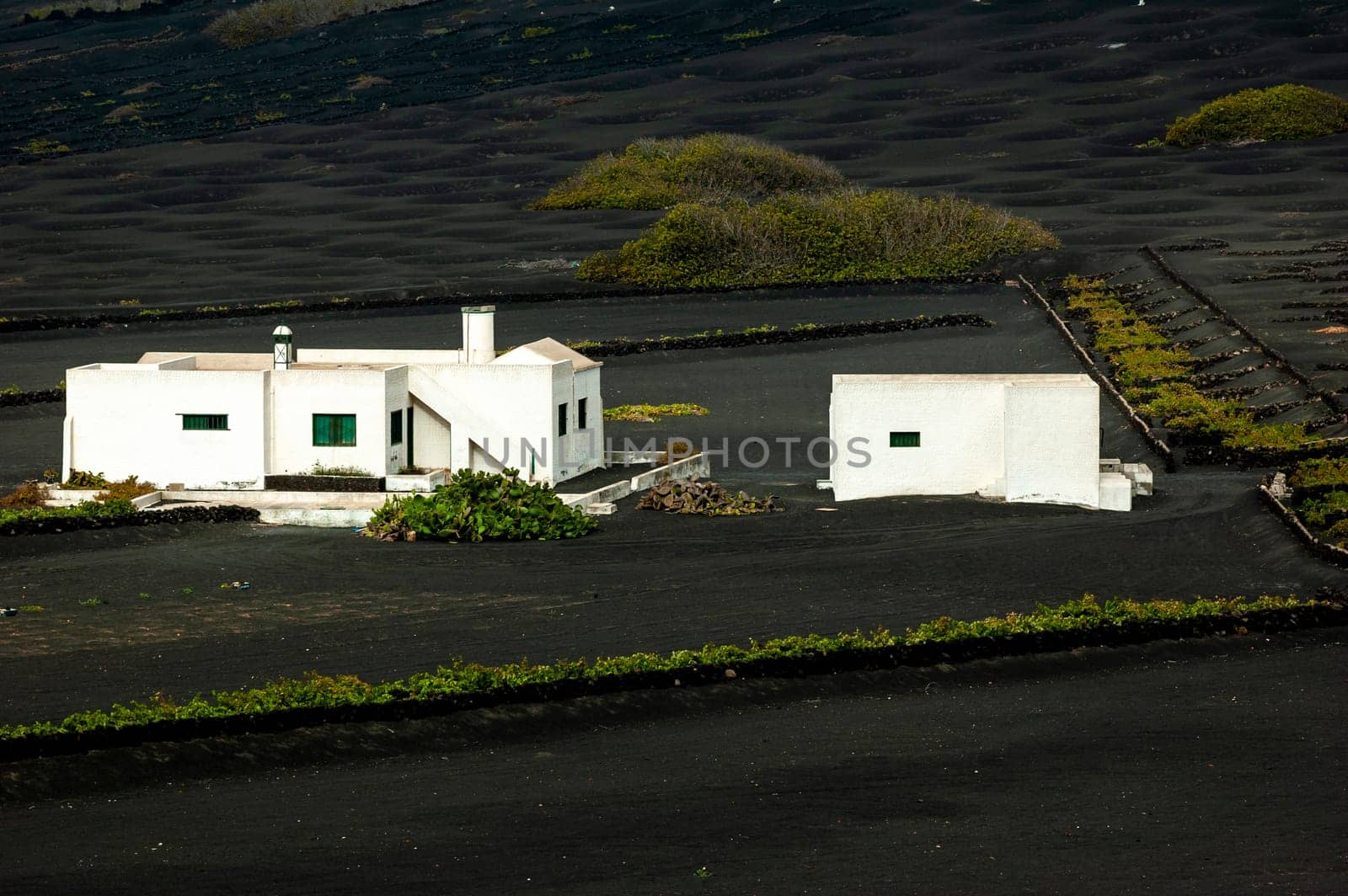 Wineferm in the vineyard region of Lanzarote, Canary Islands, Spain