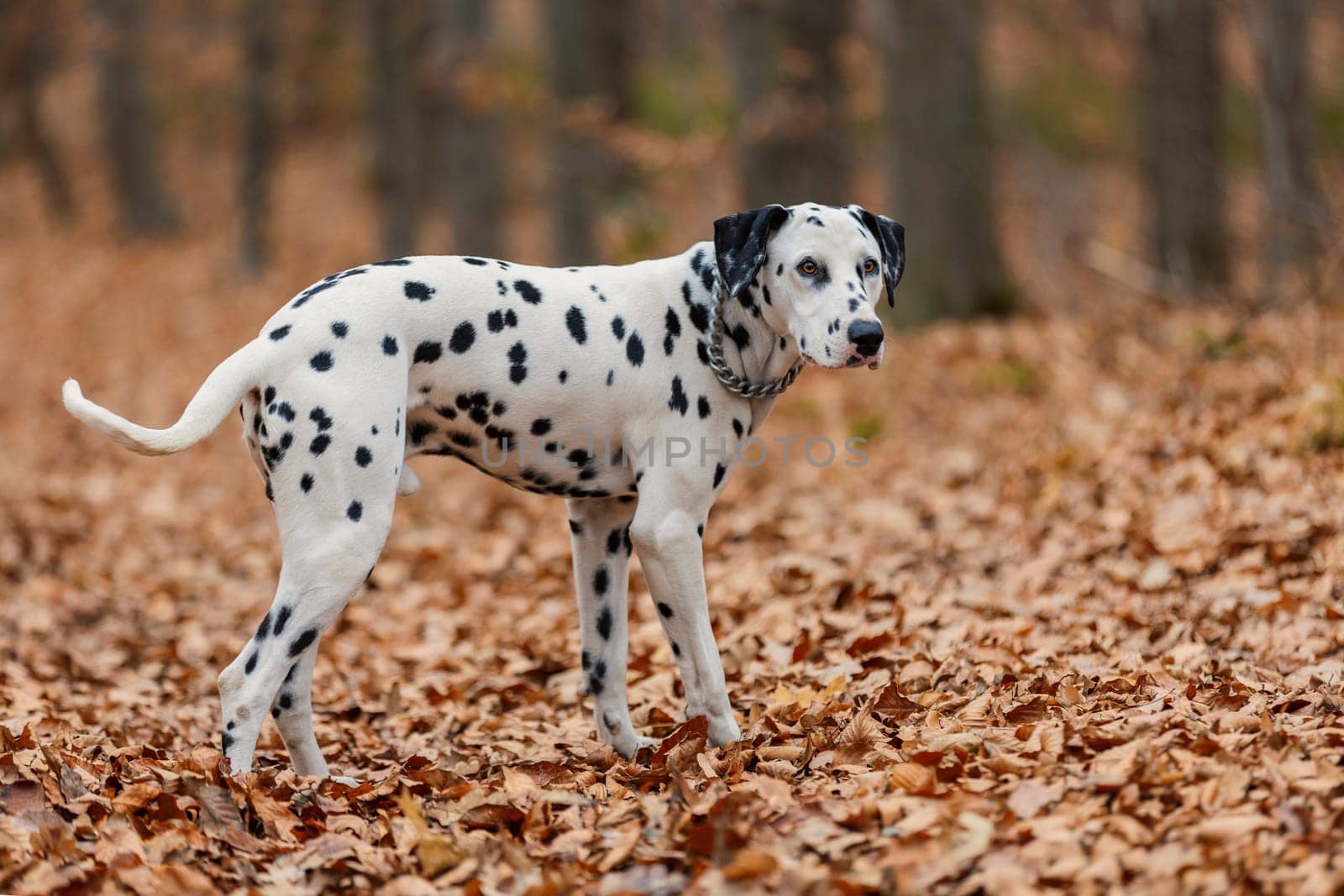 Dalmatian dog in autumn forest by zokov