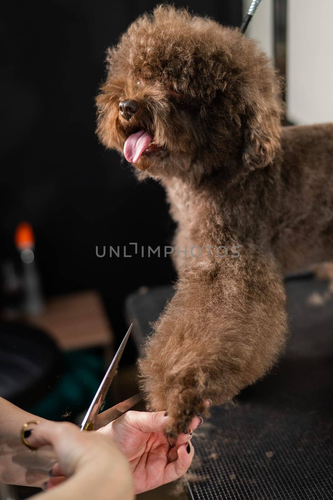 Woman trimming toy poodle with scissors in grooming salon. by mrwed54