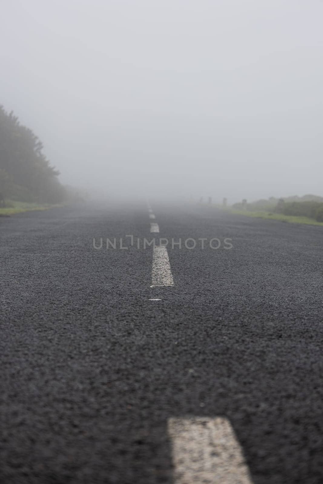 Early morning fog hangs low in the air, obscuring an otherwise empty country road. The tranquil environment is filled with a light mist and peaceful stillness.