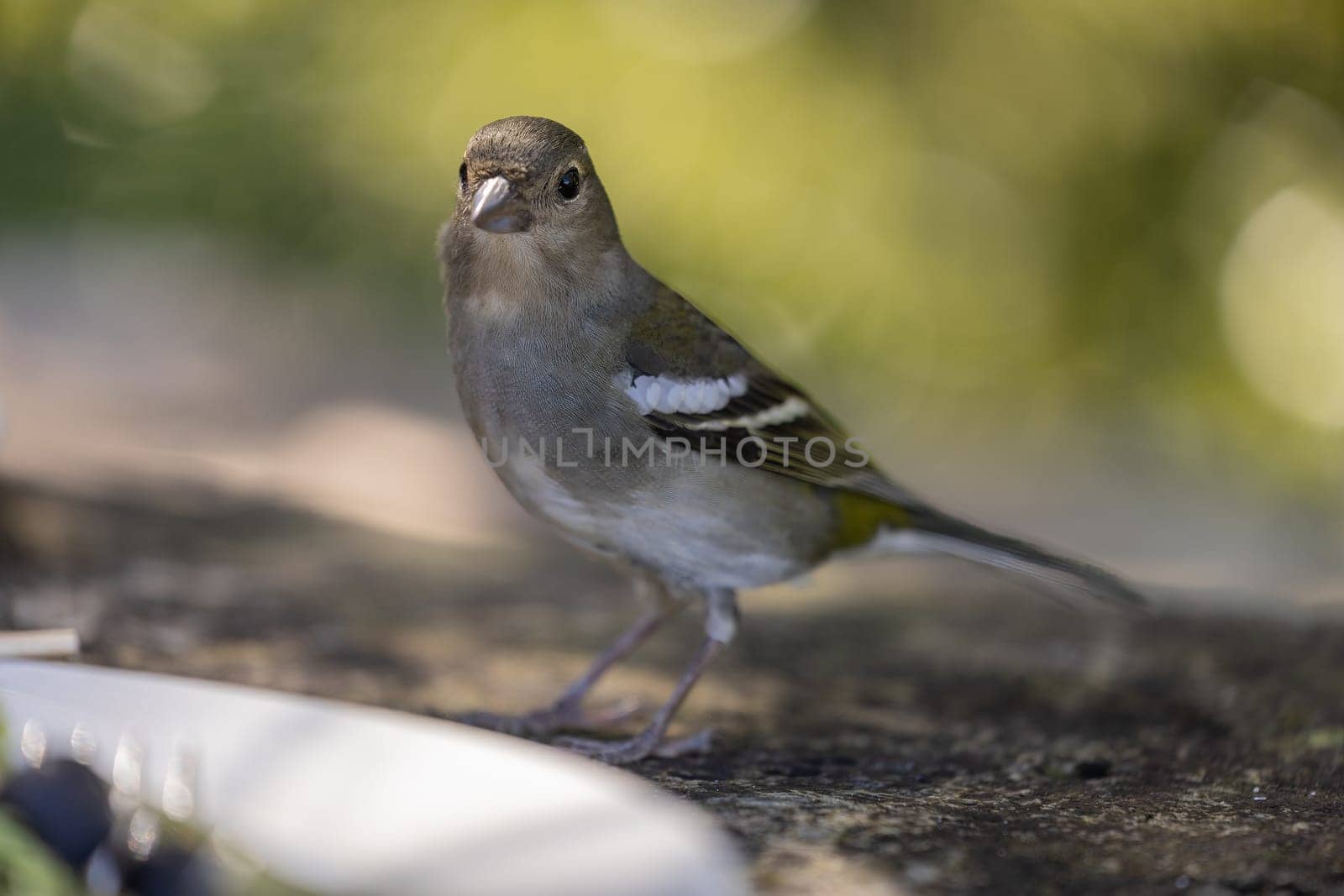 Common chaffinch Fringilla coelebs sitting on a stone. Beautiful songbird Common chaffinch in wildlife. The common chaffinch or simply the chaffinch, latin name Fringilla coelebs.