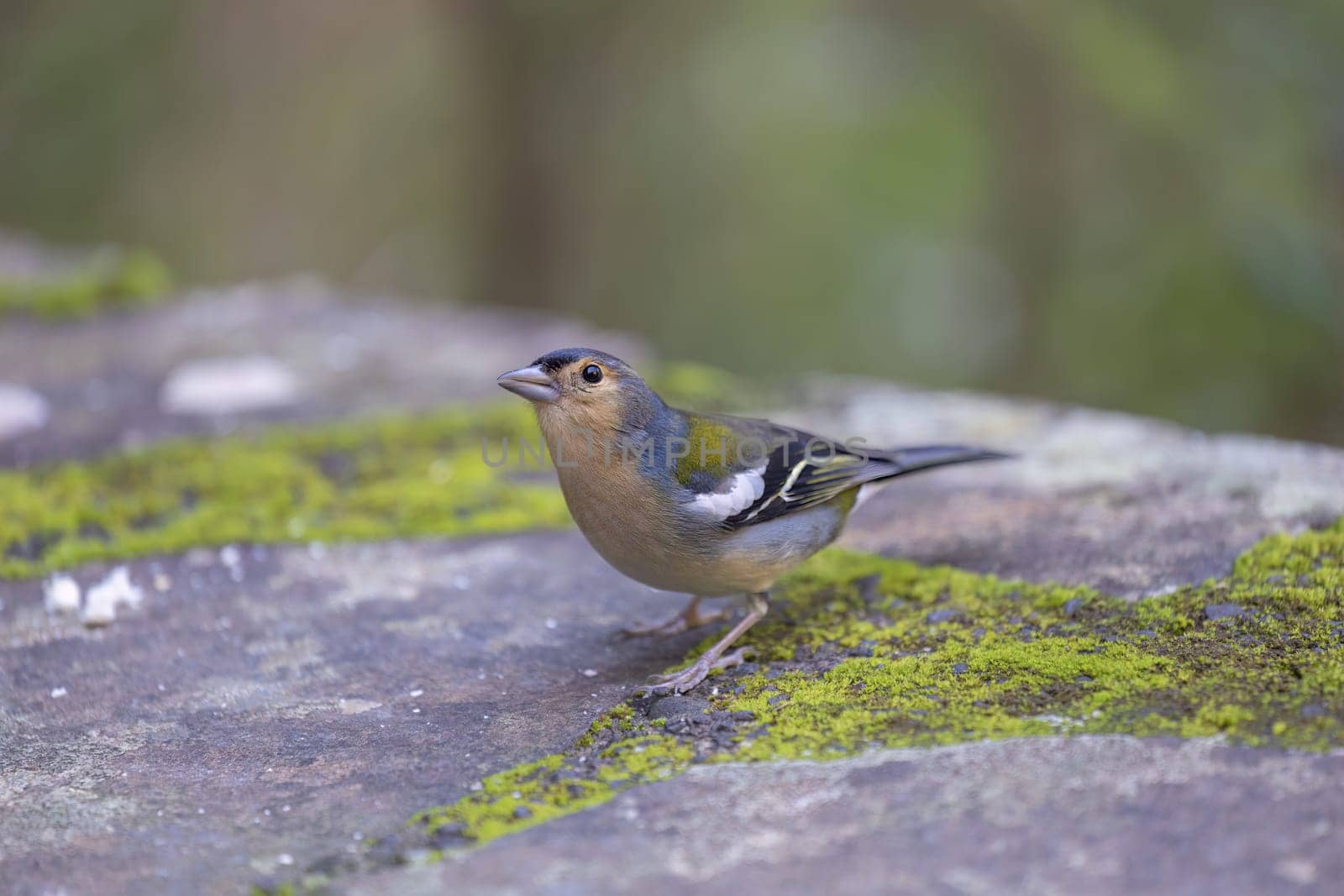 Common chaffinch Fringilla coelebs in natural environment. Beautiful songbird Common chaffinch in wildlife. The common chaffinch or simply the chaffinch, latin name Fringilla coelebs.