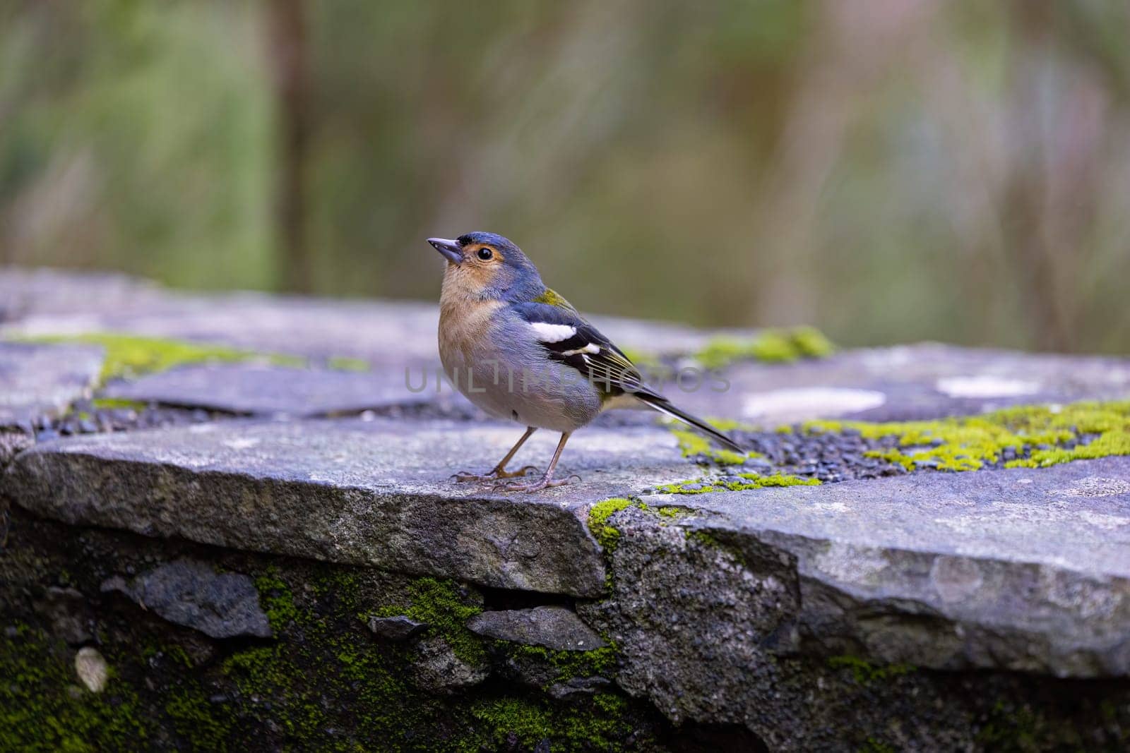 Common chaffinch Fringilla coelebs sitting on a stone. Beautiful songbird Common chaffinch in wildlife. The common chaffinch or simply the chaffinch, latin name Fringilla coelebs.