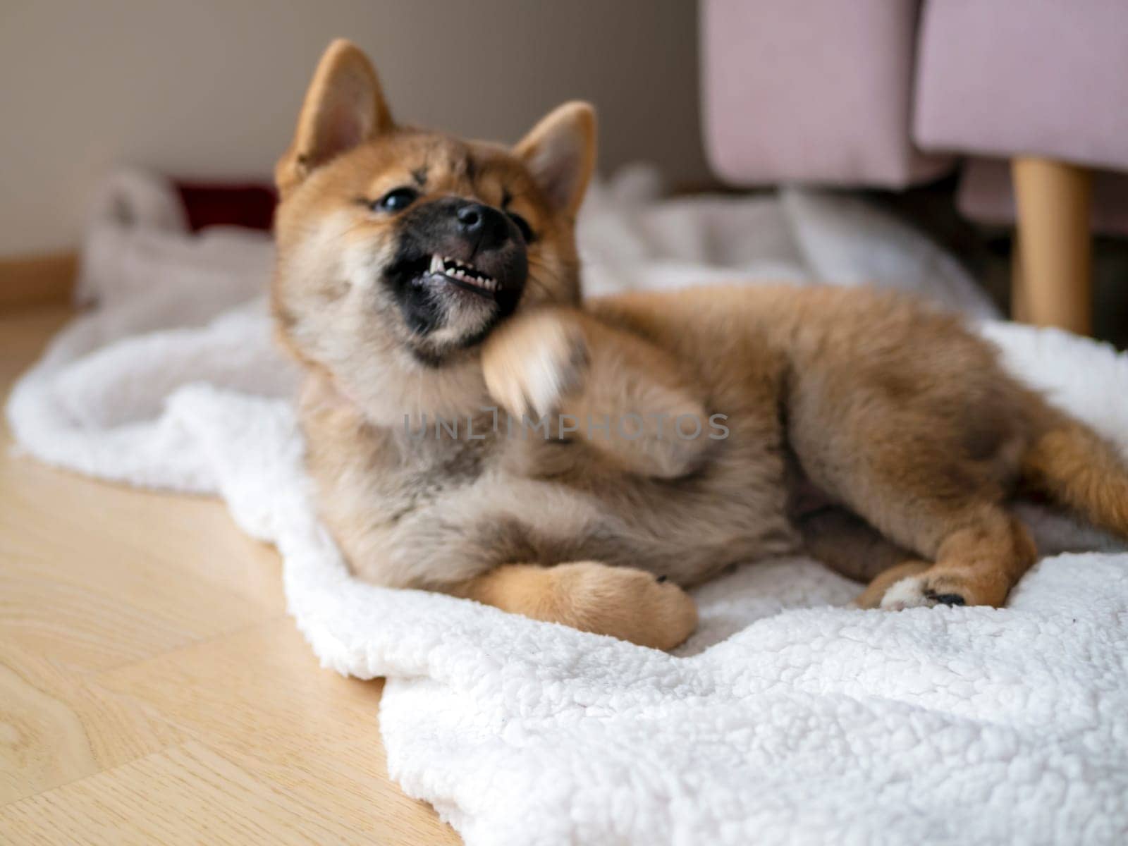 Portrait of cute Shiba Inu small dog, puppy, Close up. Dogecoin. Red-haired Japanese dog smile portrait. Illuminating color, cryptocurrency, electronic money. High quality photo