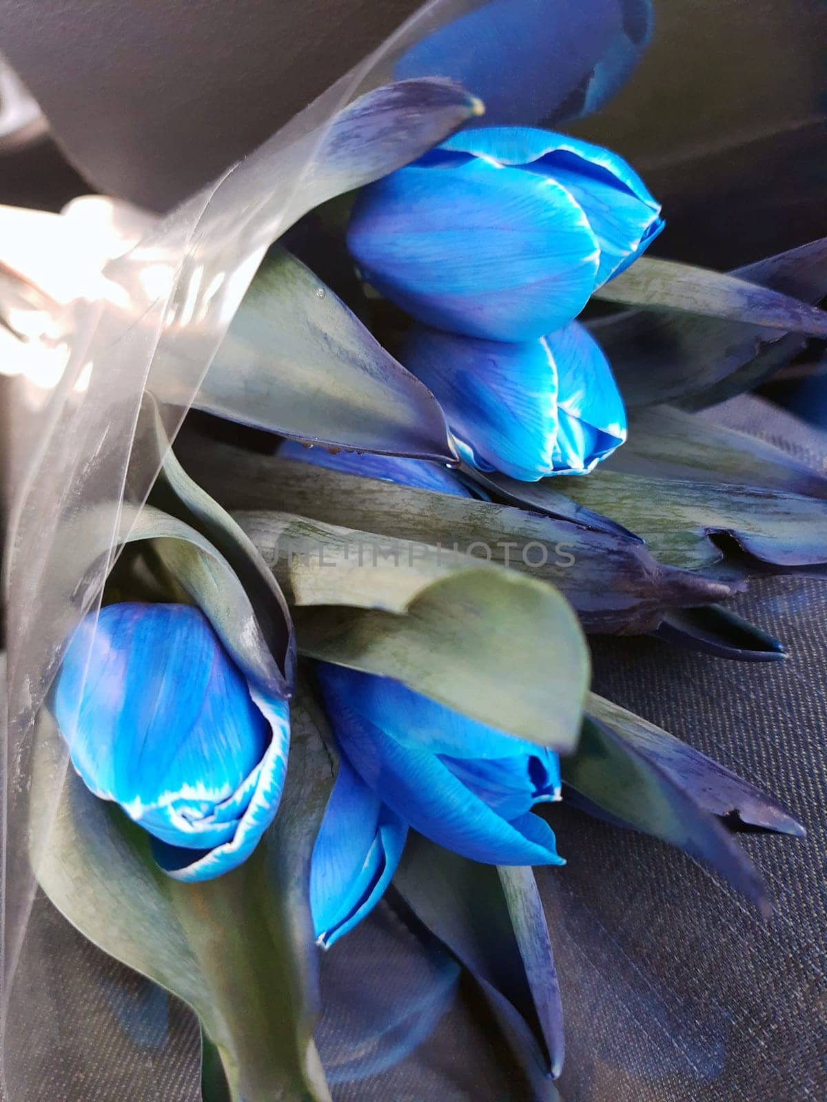 Colorful flowers of blue tulips close-up on a gray background.Blue tulips.
