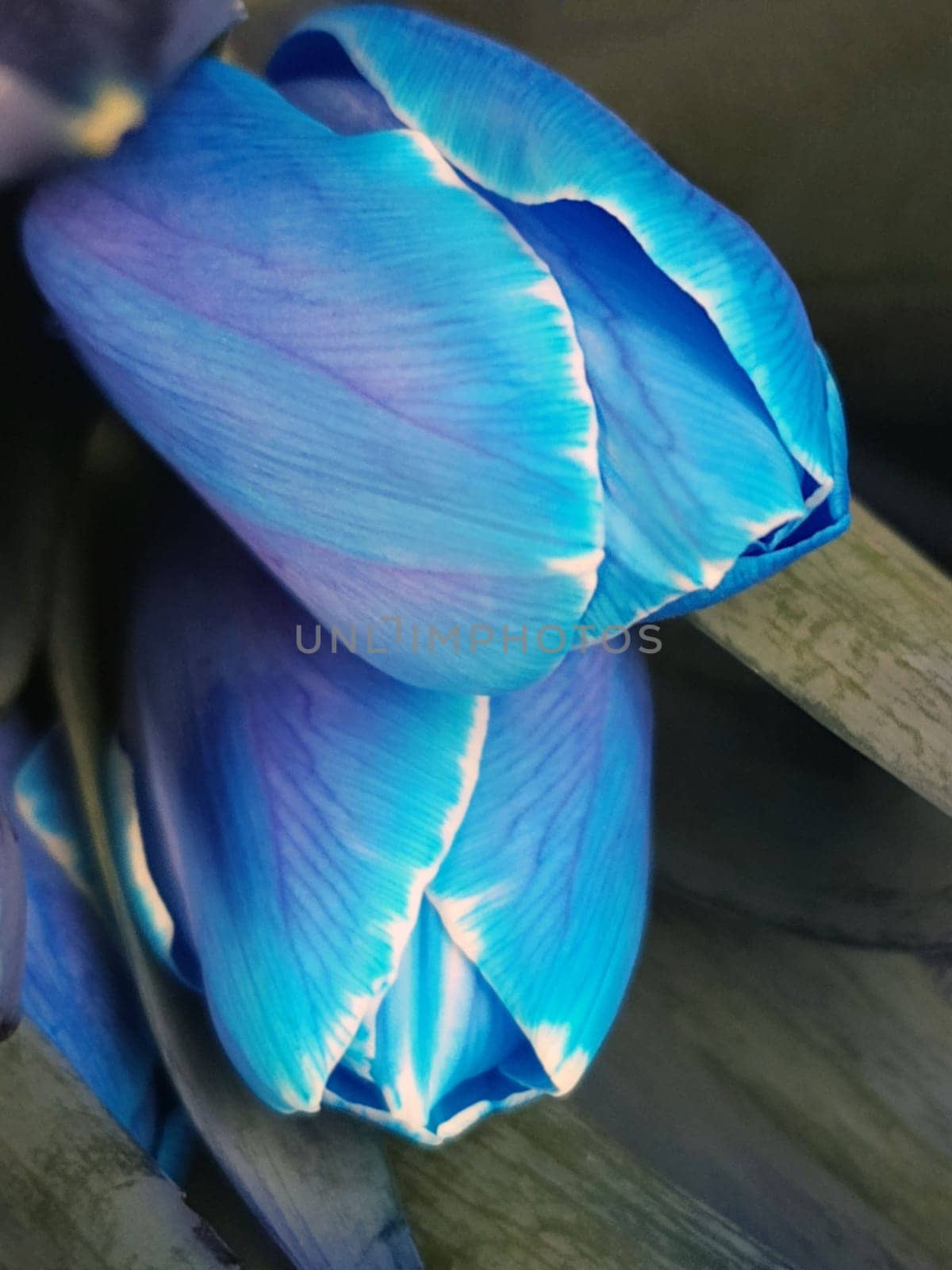 Colorful flowers of blue tulips close-up on a gray background.Blue tulips.