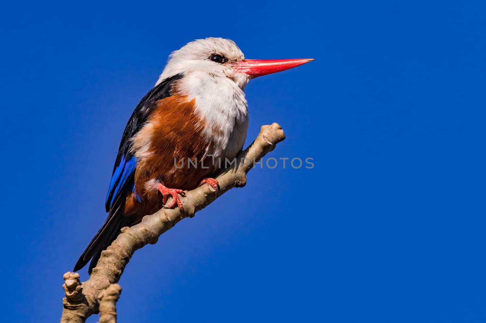 A colorful kingfisher of the species Grey-headed Kingfisher sitting wild on a branch on Santiago Island, Cape Verde Islands