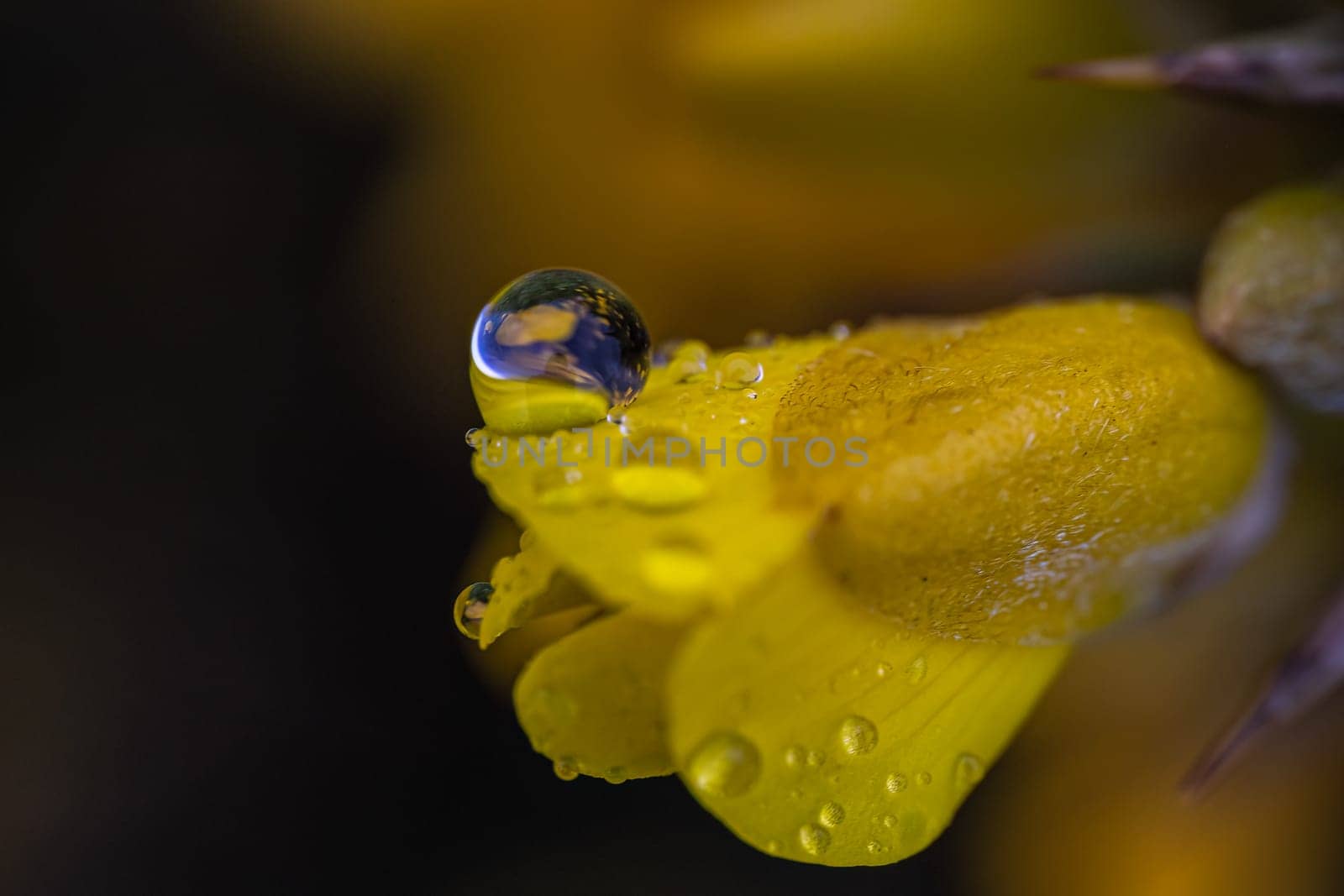 A vibrant, close-up macro photograph of a water droplet on the petal of a flower, glistening in the light dark background.