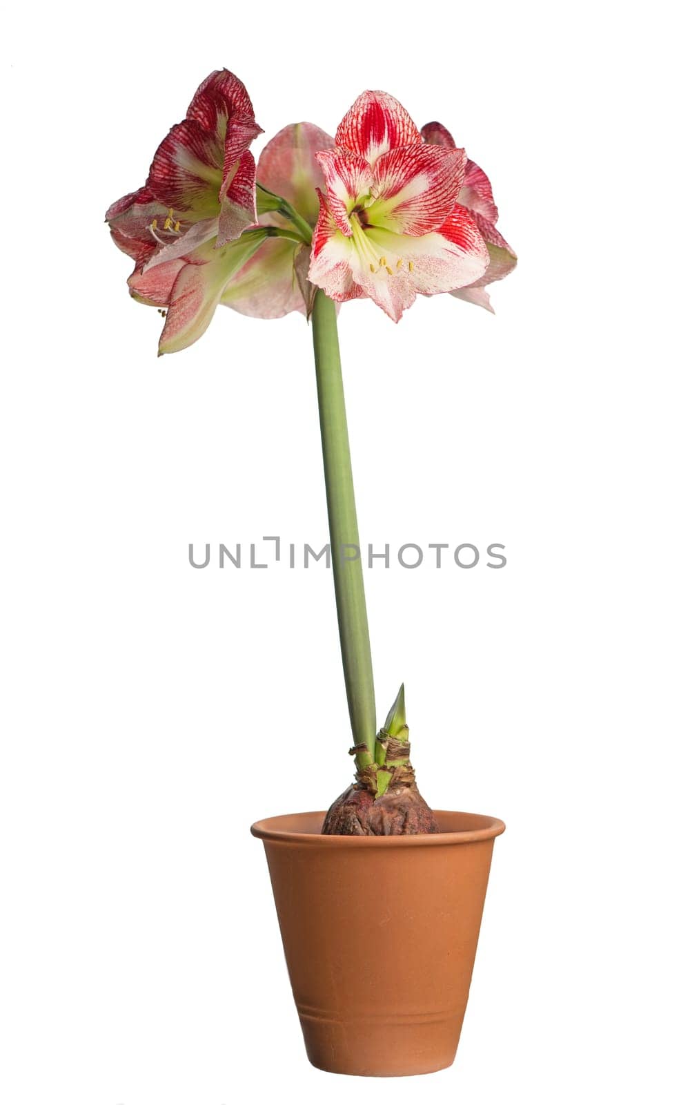 beautiful large red Amaryllis flower in the pot closeup on white background by aprilphoto