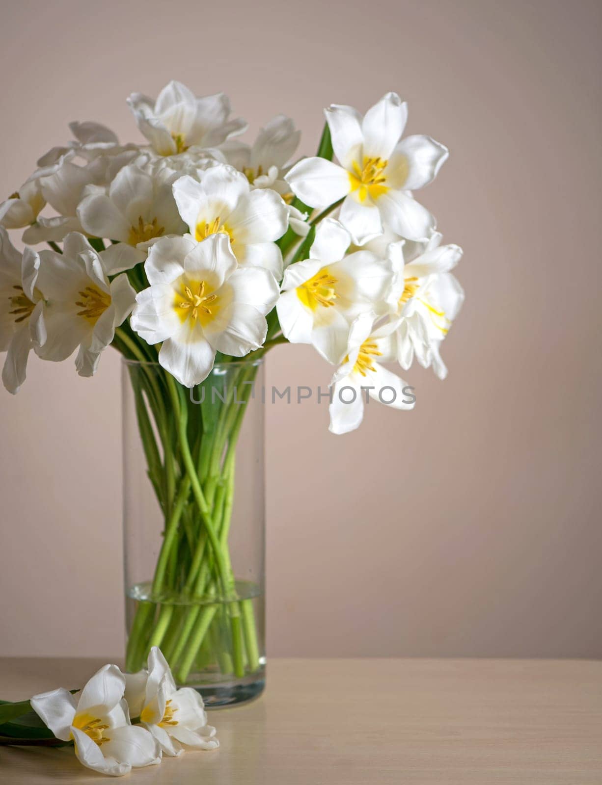 bouquet of fresh white tulips in glass vase on a beige background on a table in the interior of a modern apartment by aprilphoto