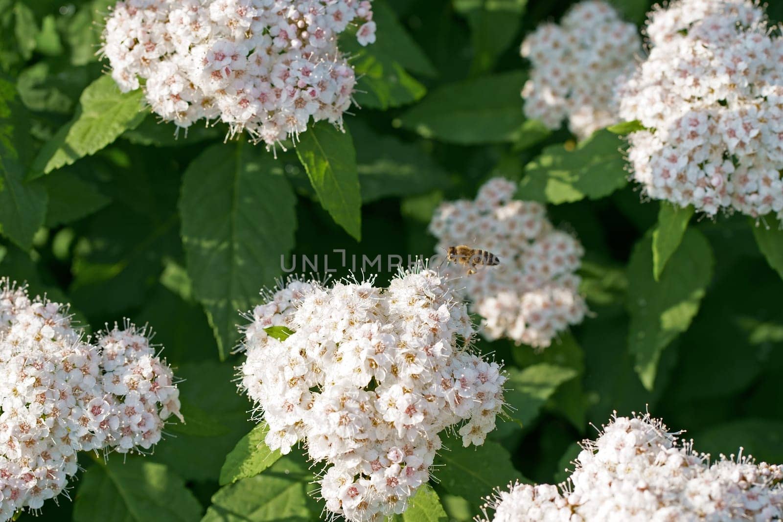 Spiraea cantoniensis, masses of white flowers in inflorescence, close up. Bridalwreath spirea or Cape may is hedging shrub and flowering plant, with pompom-like clusters, of the rose family, Rosaceae.