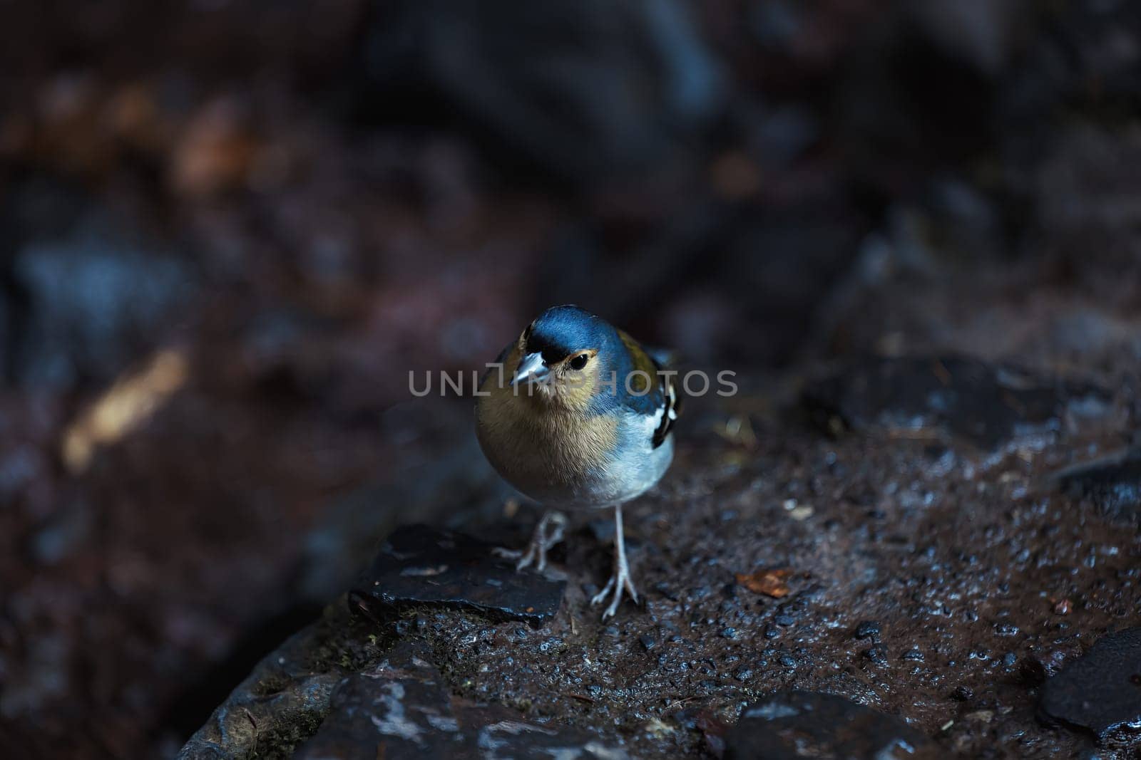 Common chaffinch Fringilla coelebs sitting on a stone. Beautiful songbird Common chaffinch in wildlife. The common chaffinch or simply the chaffinch, latin name Fringilla coelebs.