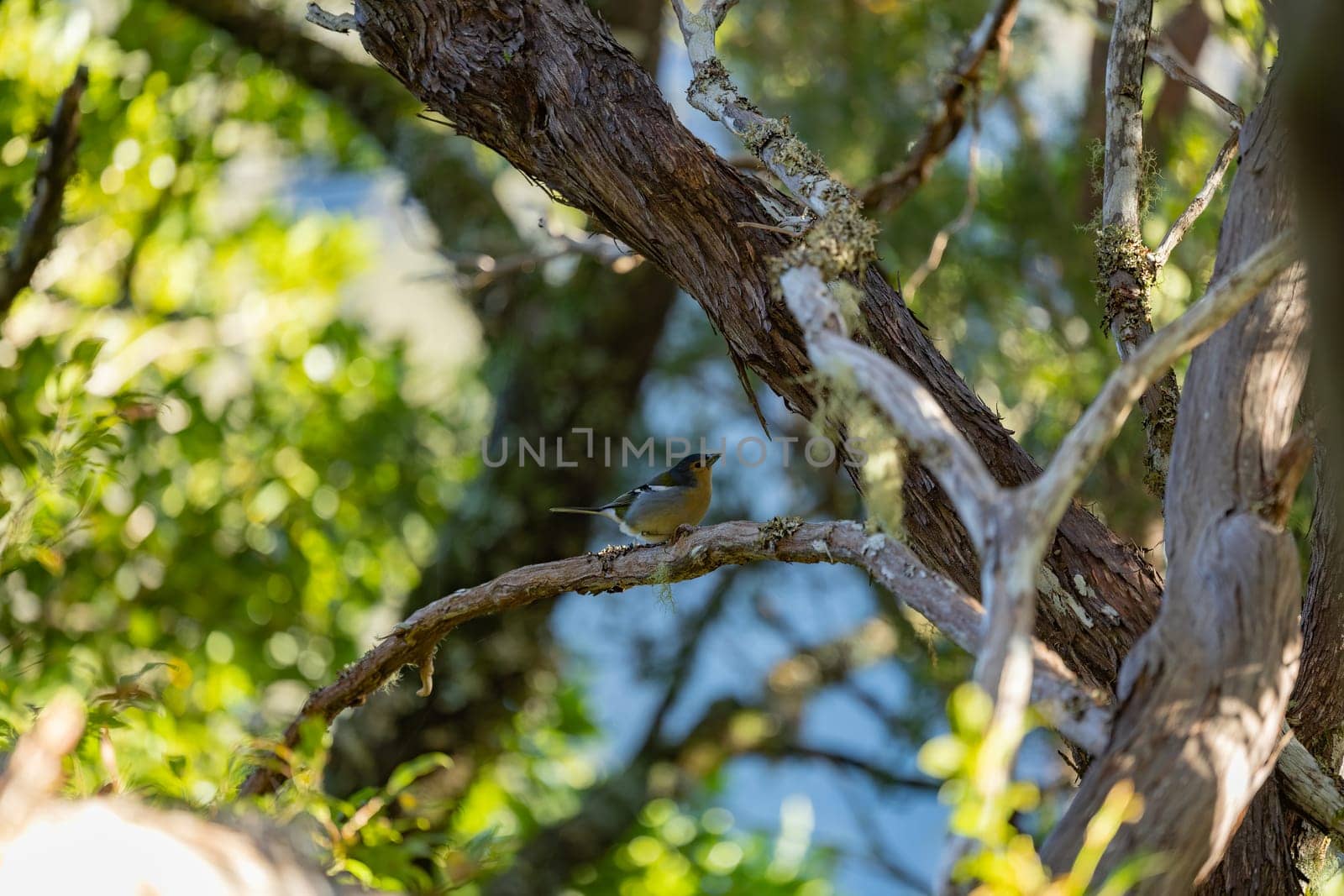 Spring songbird chaffinch sitting on a branch. Beautiful songbird Common chaffinch in wildlife. The common chaffinch or simply the chaffinch, latin name Fringilla coelebs.