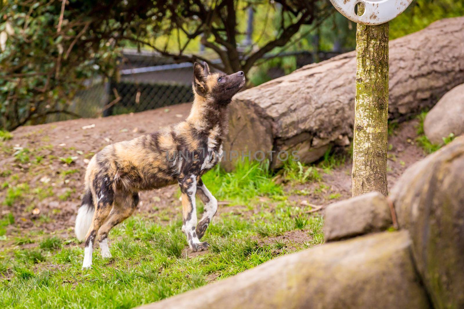 African painted dog in Oregon zoo by gepeng