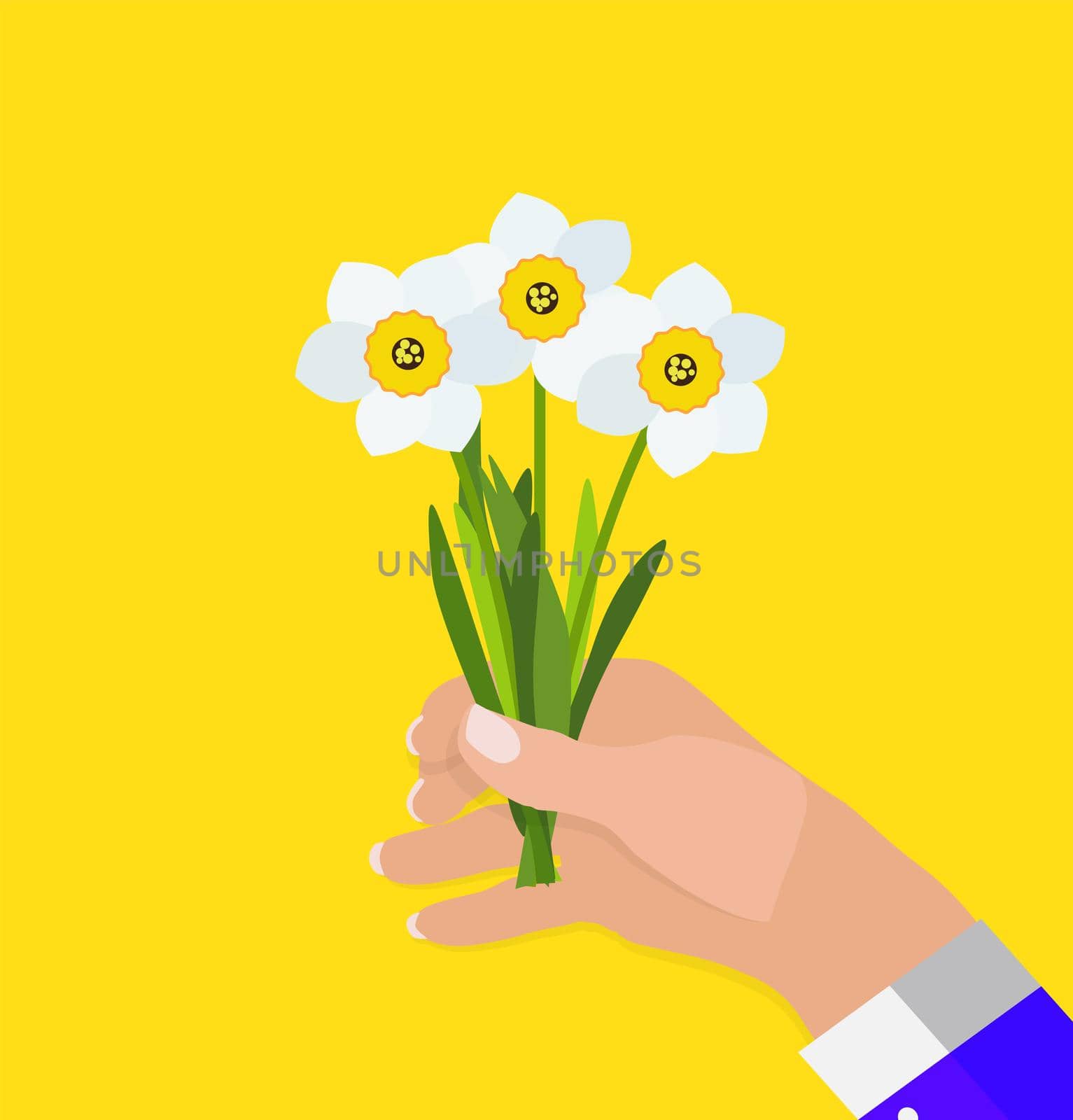 Hand of a man holds Spring Narcissus Flowers Background Vector Illustration by yganko