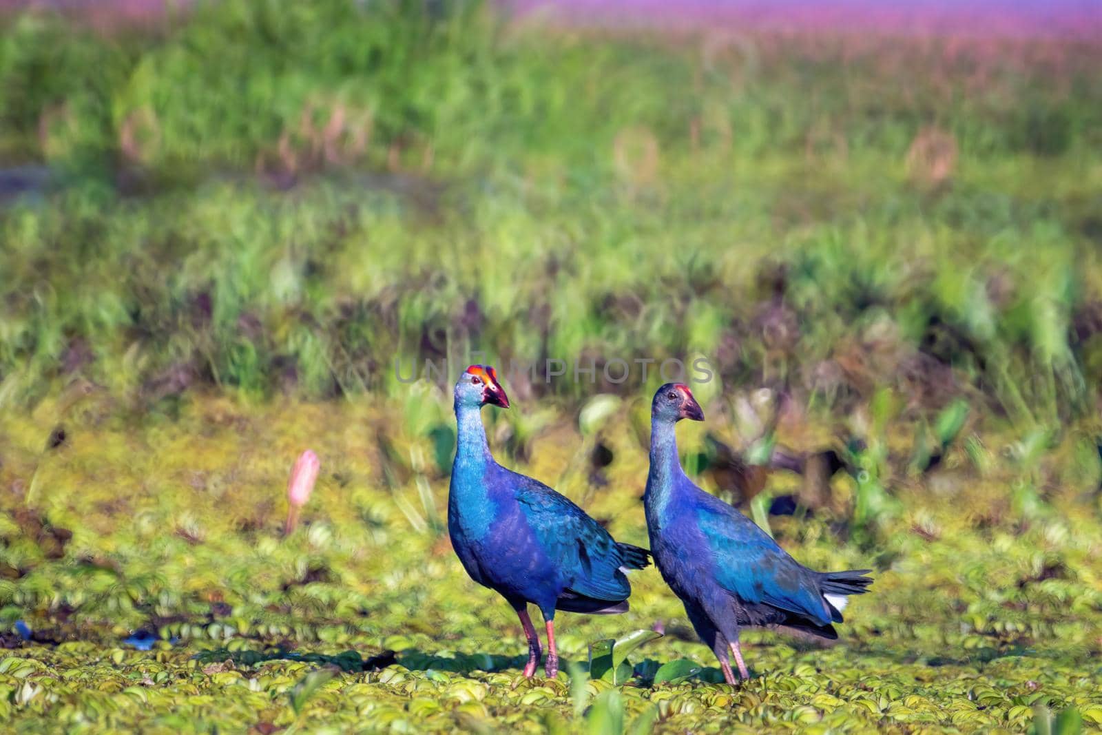 Birds live  in freshwater lakes, local birds in the world wetlands (Ramsa site).