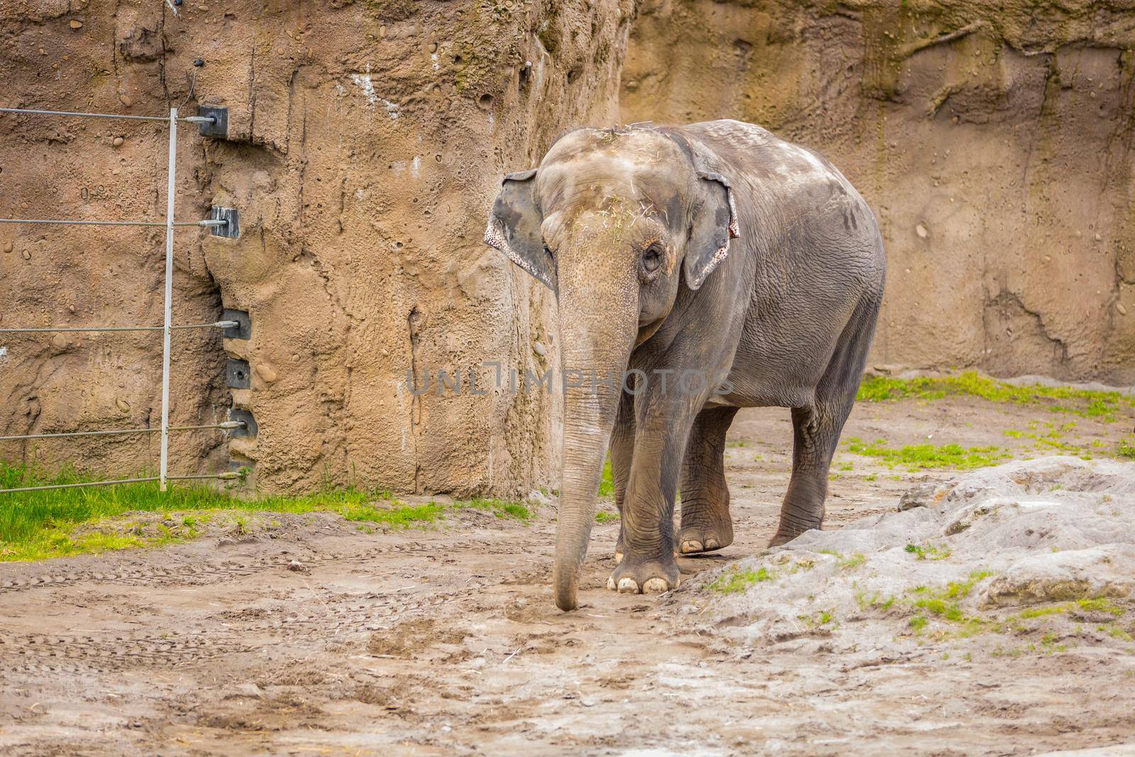 Adult Asian elephant walks in Elephant Lands, Oregon zoo