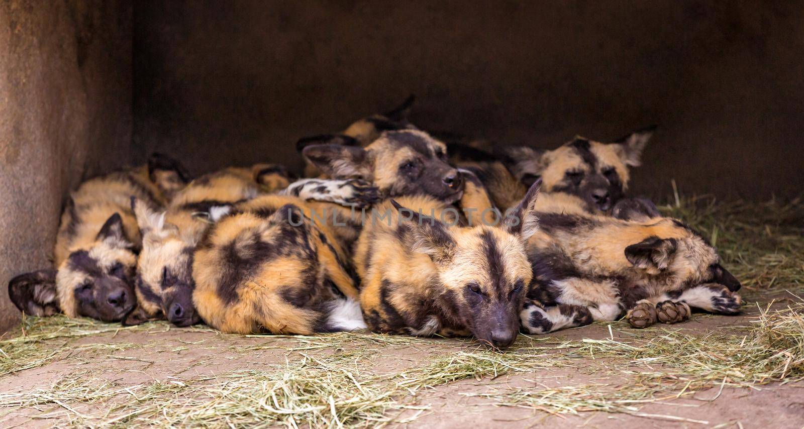 A group of African painted dogs gather together resting in a cave