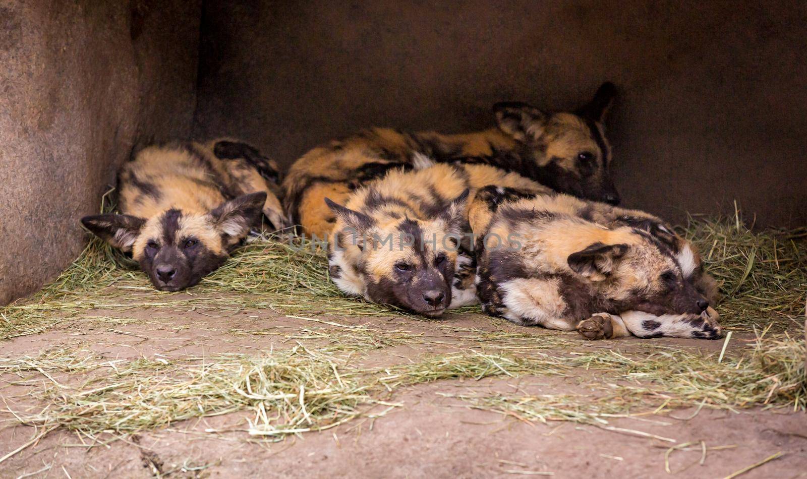 A group of African painted dogs gather together resting in a cave