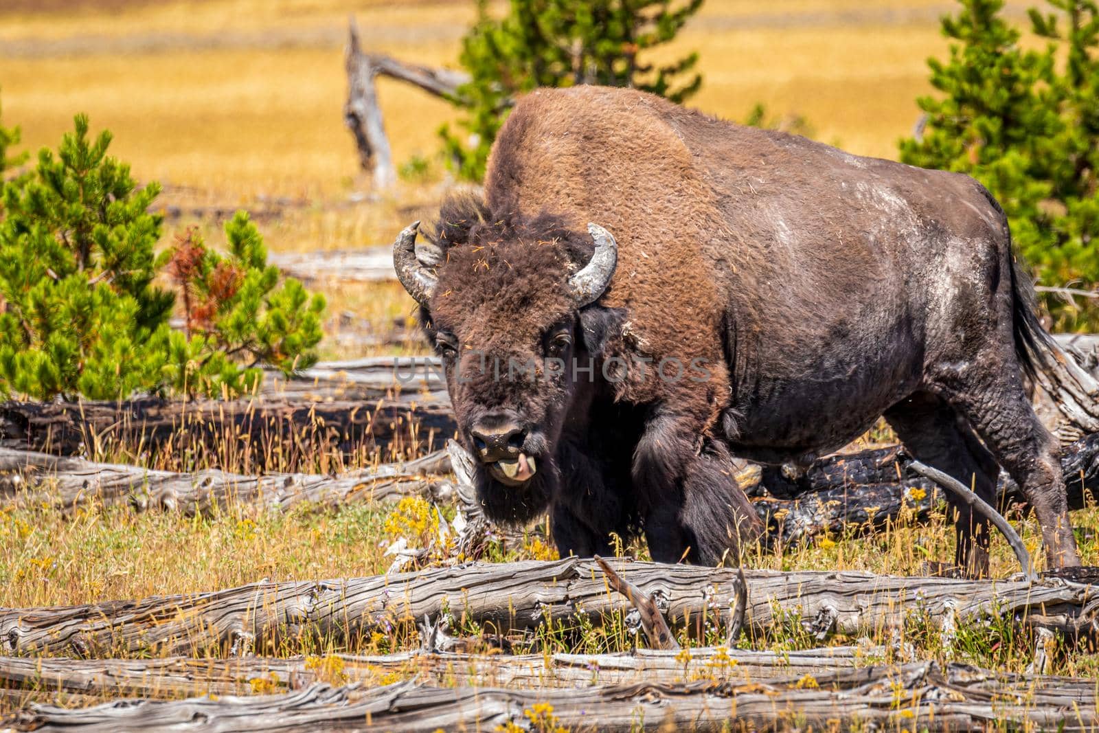 Wild Bison at Yellowstone by gepeng