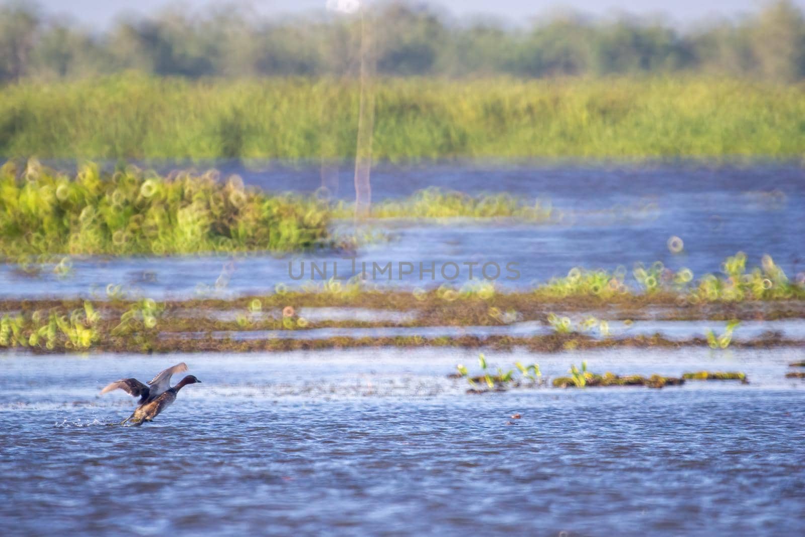 Birds live and swim in freshwater lakes, local birds in the world wetlands (Ramsa site).