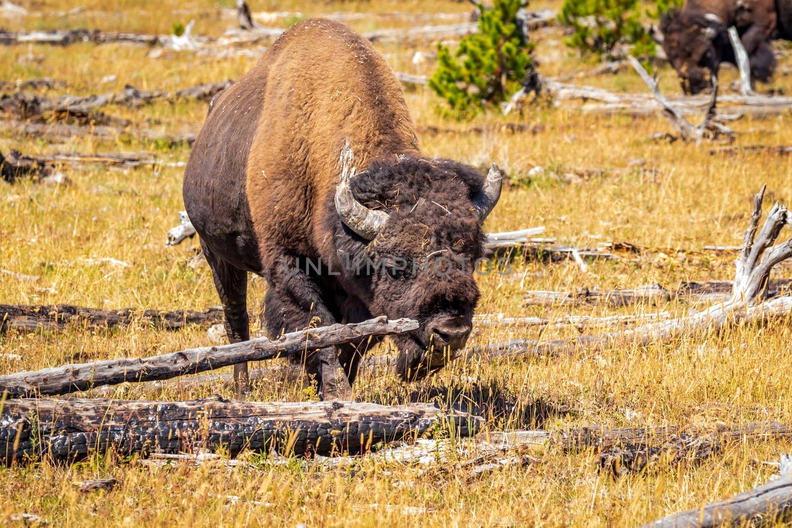 Wild Bison at Yellowstone National Park