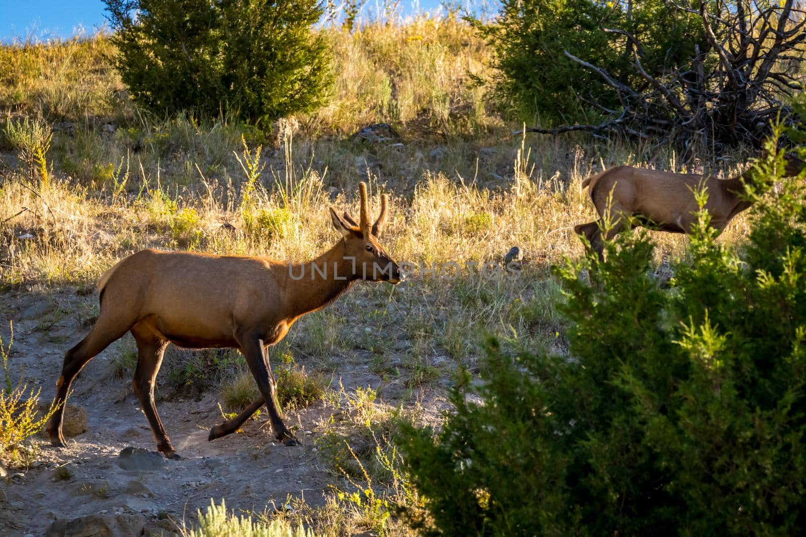 Wild Elk in Yellowstone by gepeng
