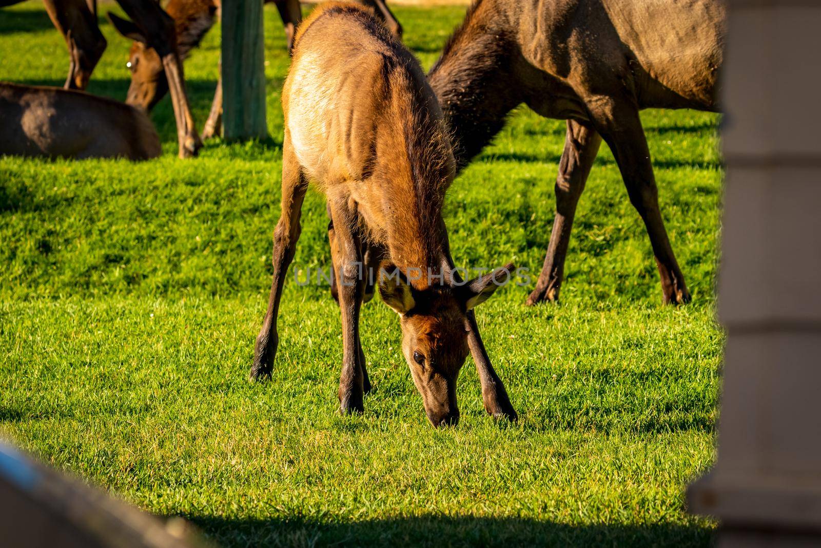 Wild Elks in Yellowstone by gepeng