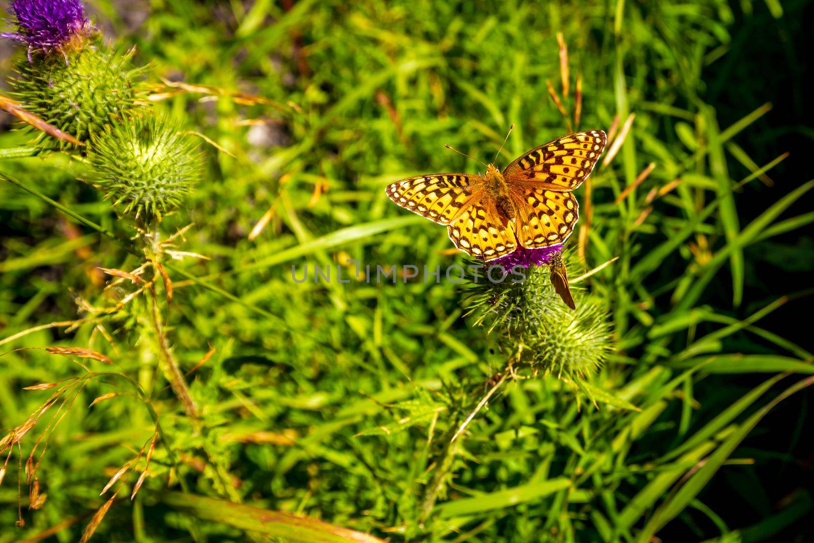 Yellow butterfly perch on wild flower