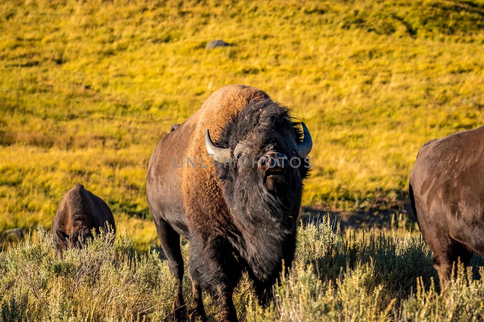 Wild Bison at Yellowstone National Park