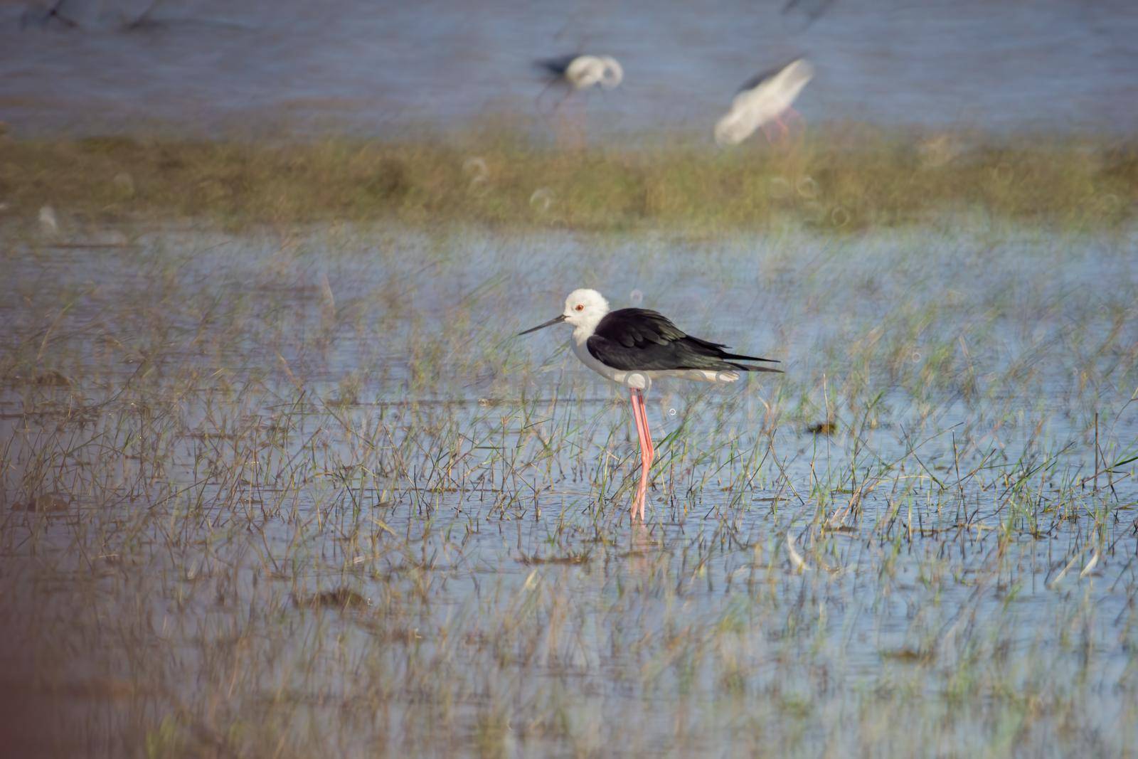 Birds live and swim in freshwater lakes, local birds in the world wetlands (Ramsa site).