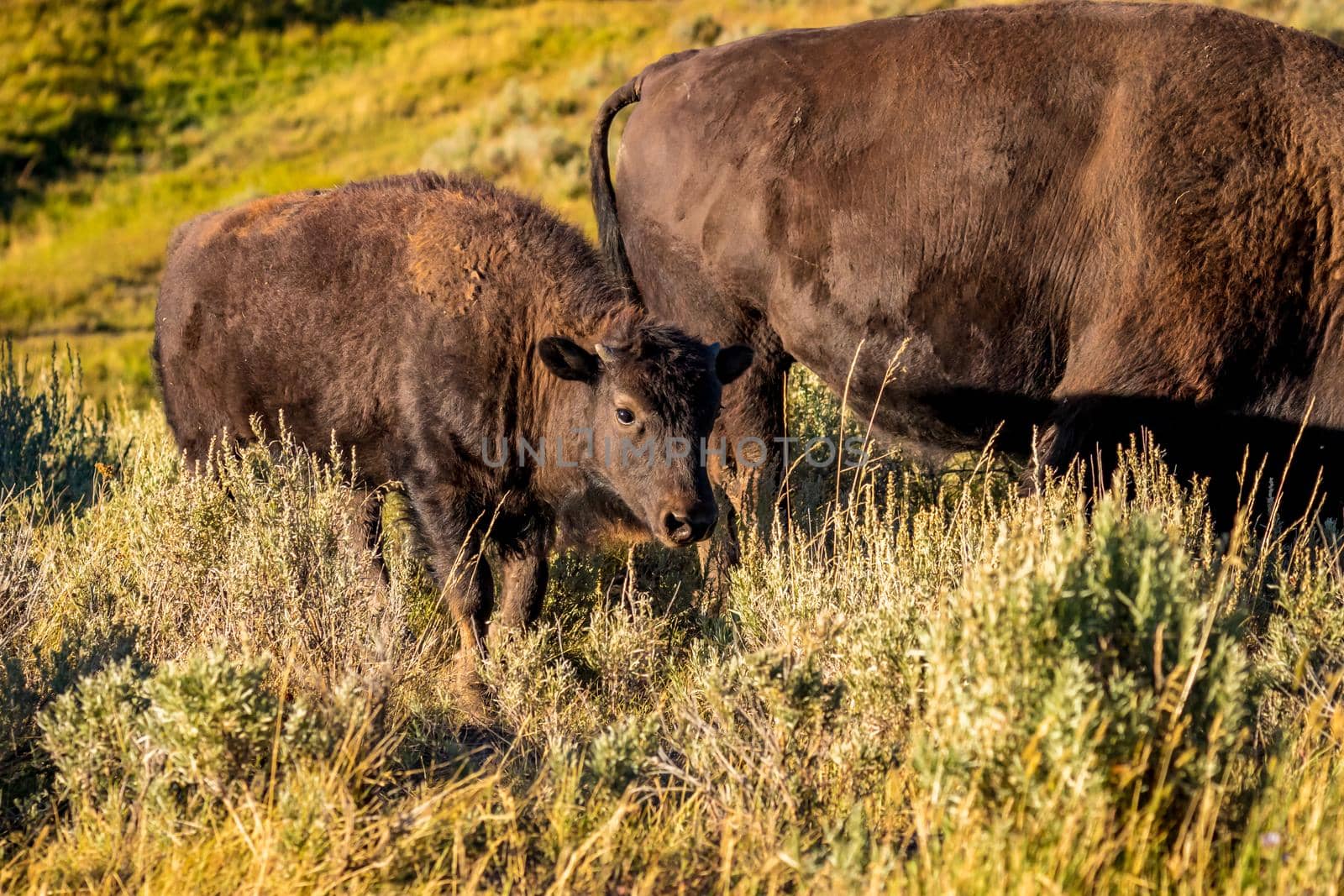WIld bison calf at Yellowstone National Park