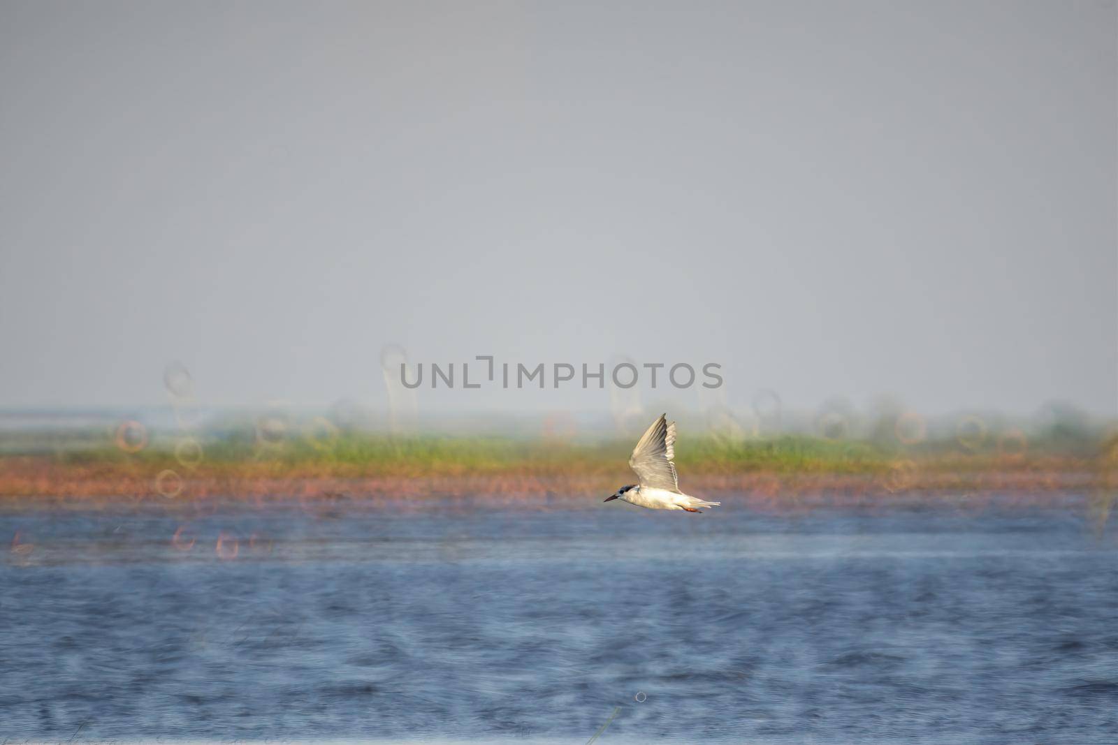 Birds live and fly​ on lakes, local birds in the world wetlands (Ramsa site).
