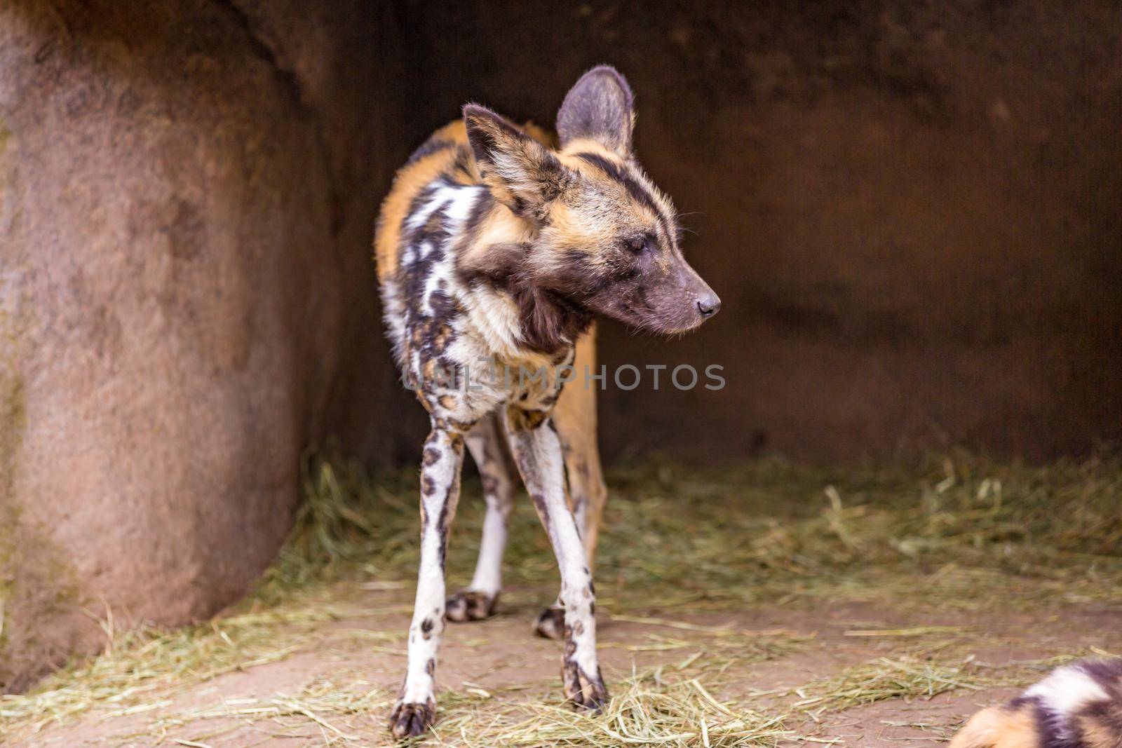 African painted dog play around in Oregon zoo