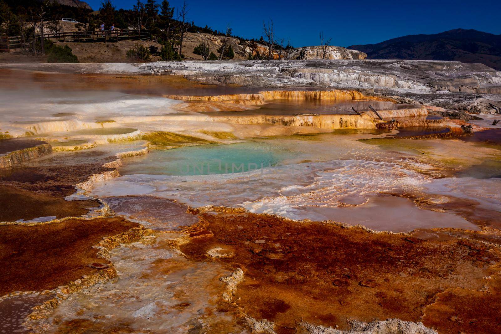 Angel Terrace at Mammoth Hot Springs, in Yellowstone National Park