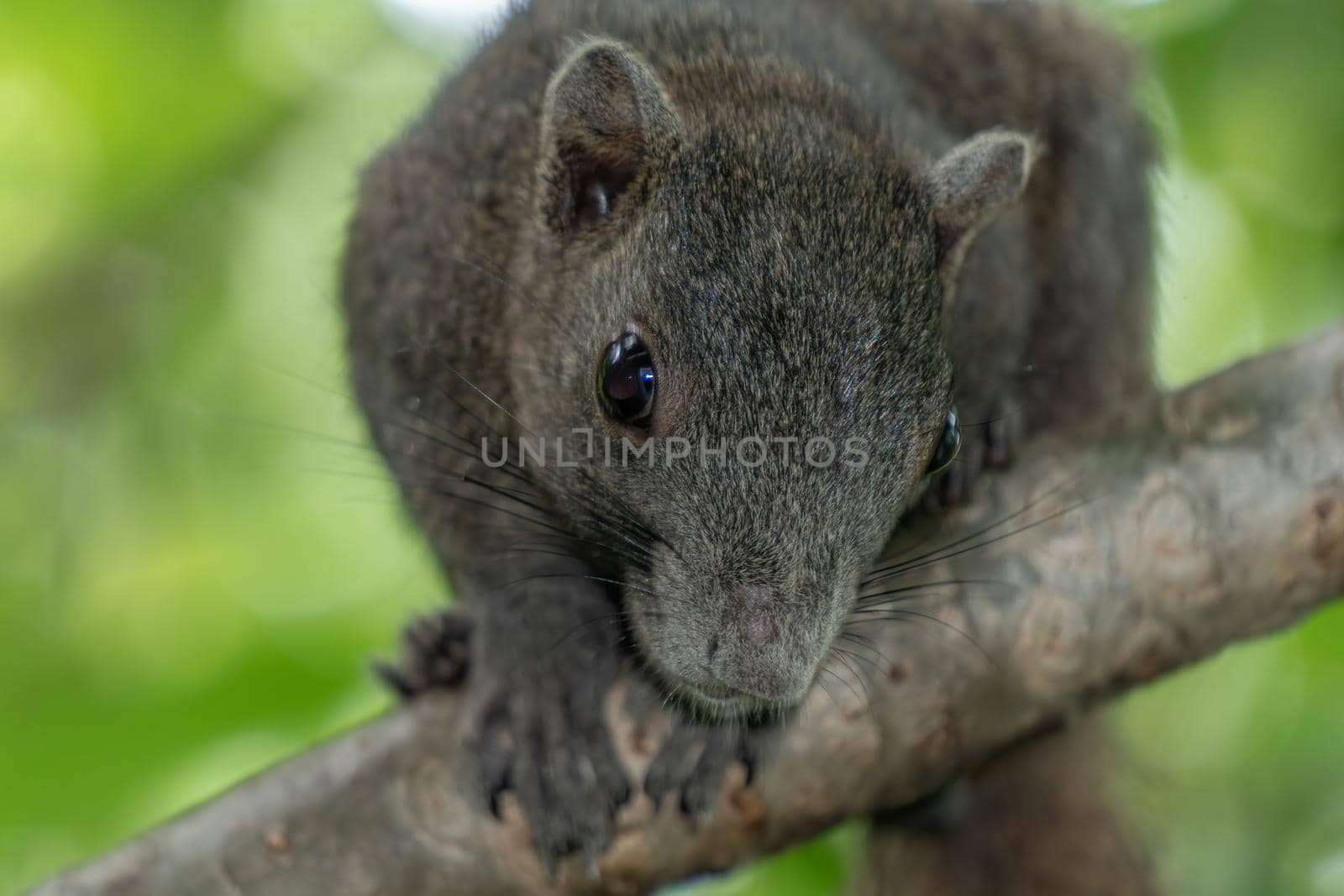 The brown squirrel is on the frangipani tree. It was looking forward.