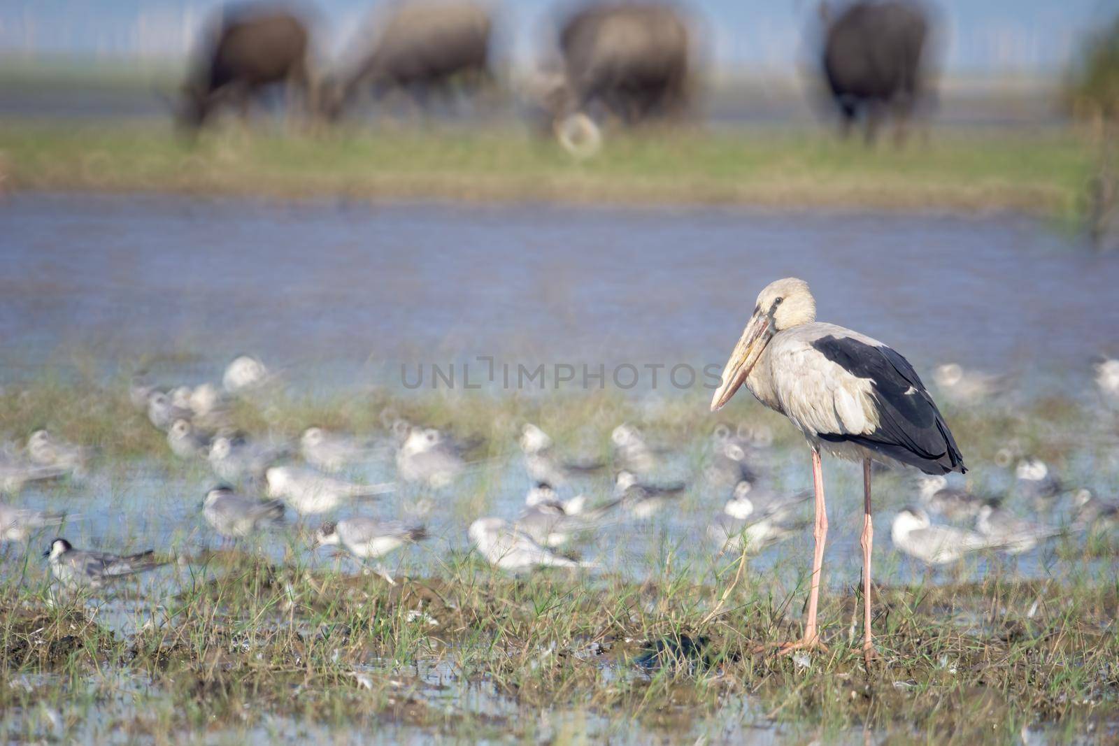 Birds live and swim in freshwater lakes, local birds in the world wetlands (Ramsa site).